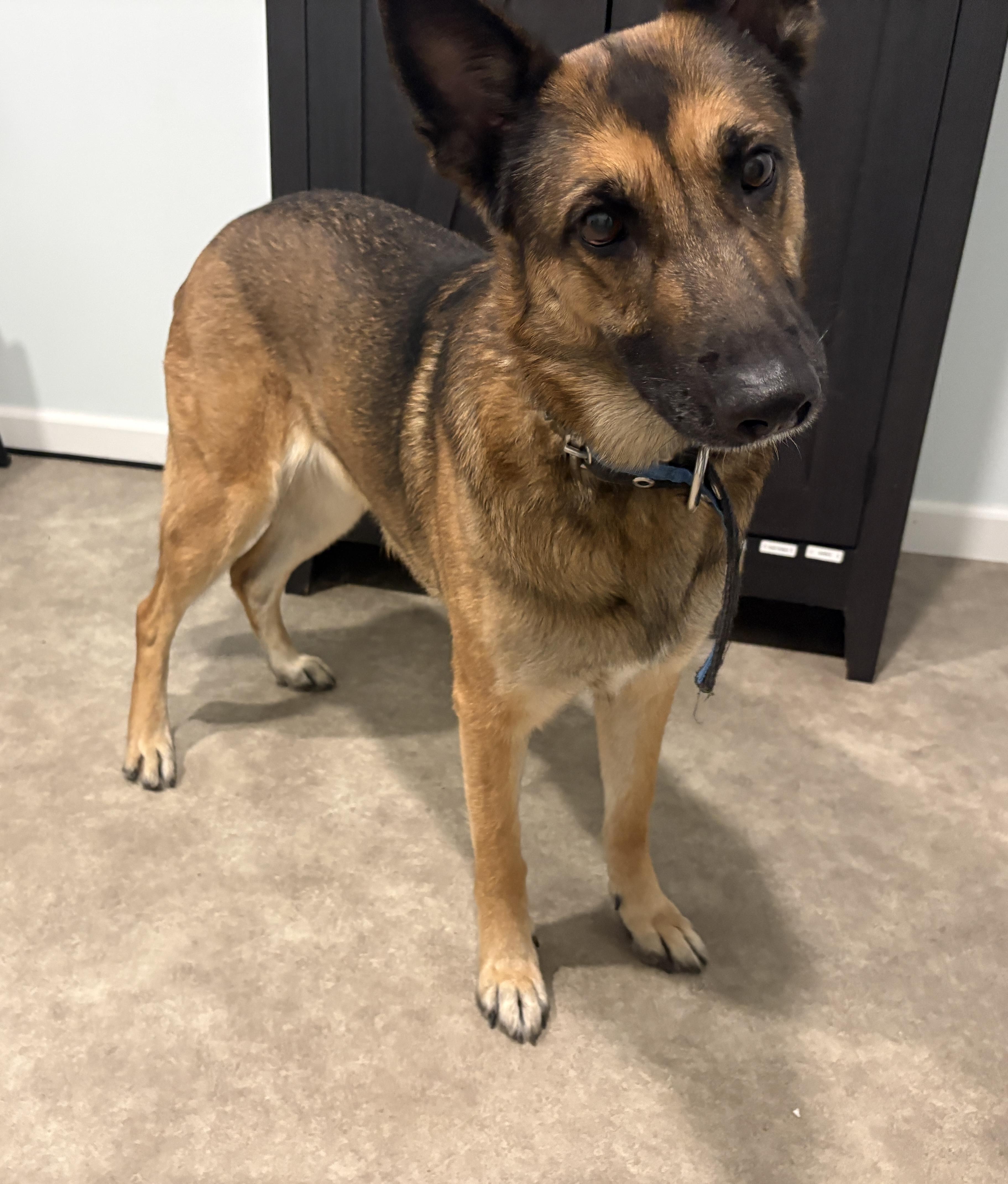 Rey, a ADOPTABLE mixed breed in Grant, NE image 2/5