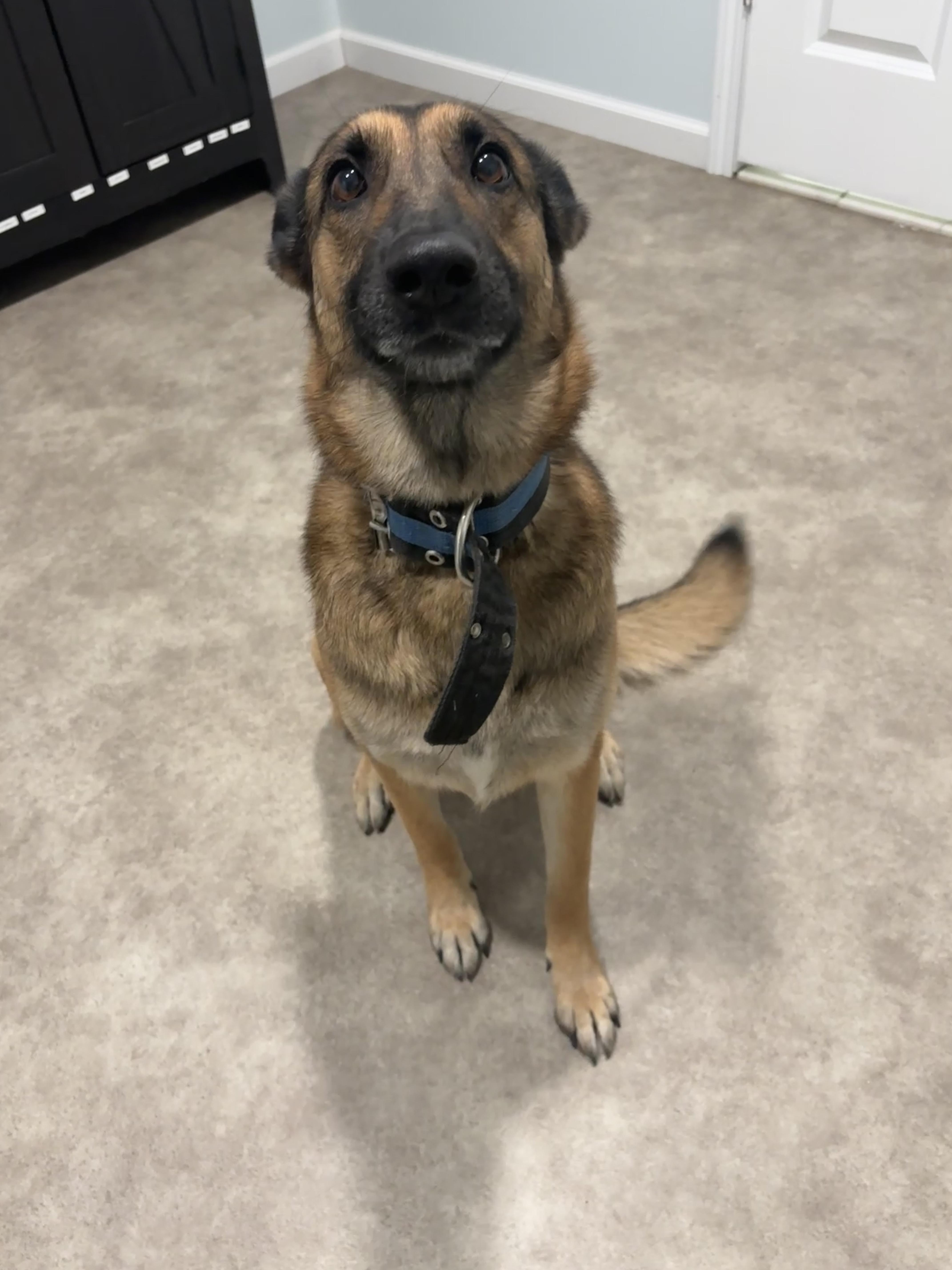 Rey, a ADOPTABLE mixed breed in Grant, NE image 5/5