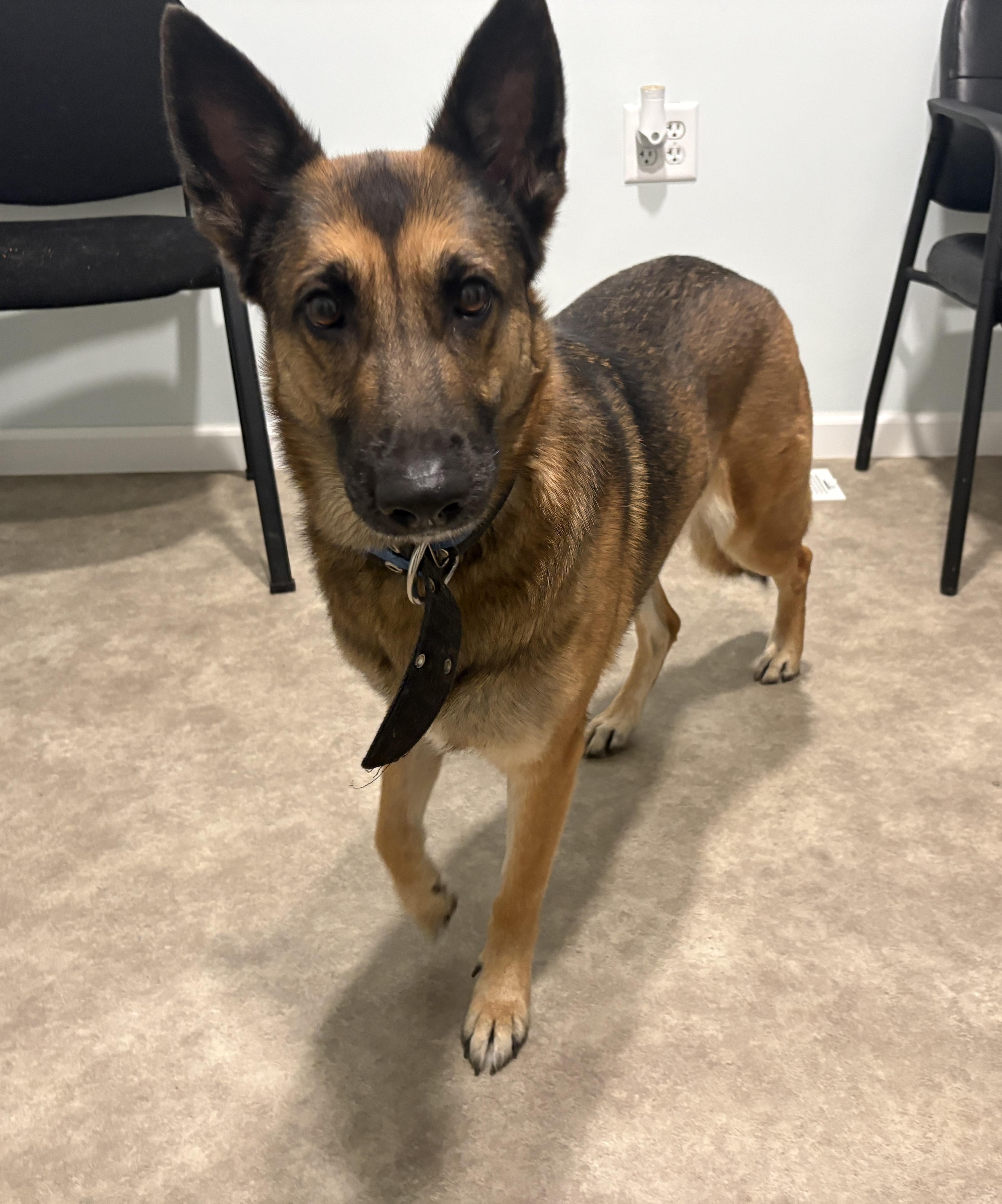 Rey, a ADOPTABLE mixed breed in Grant, NE image 1/5