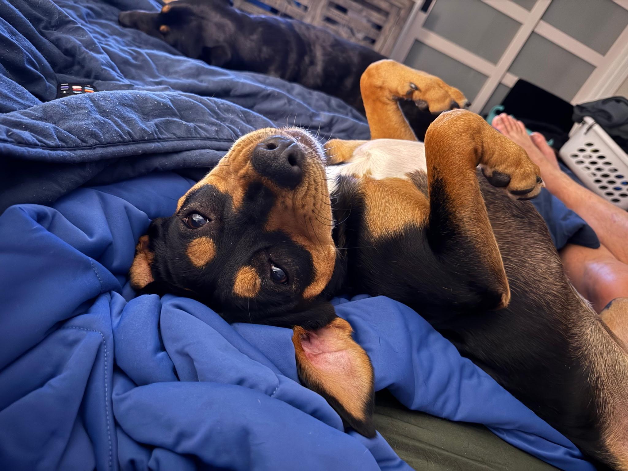 Enlarge Reese, a Adoptable mixed breed in Charlotte, NC image 3/6