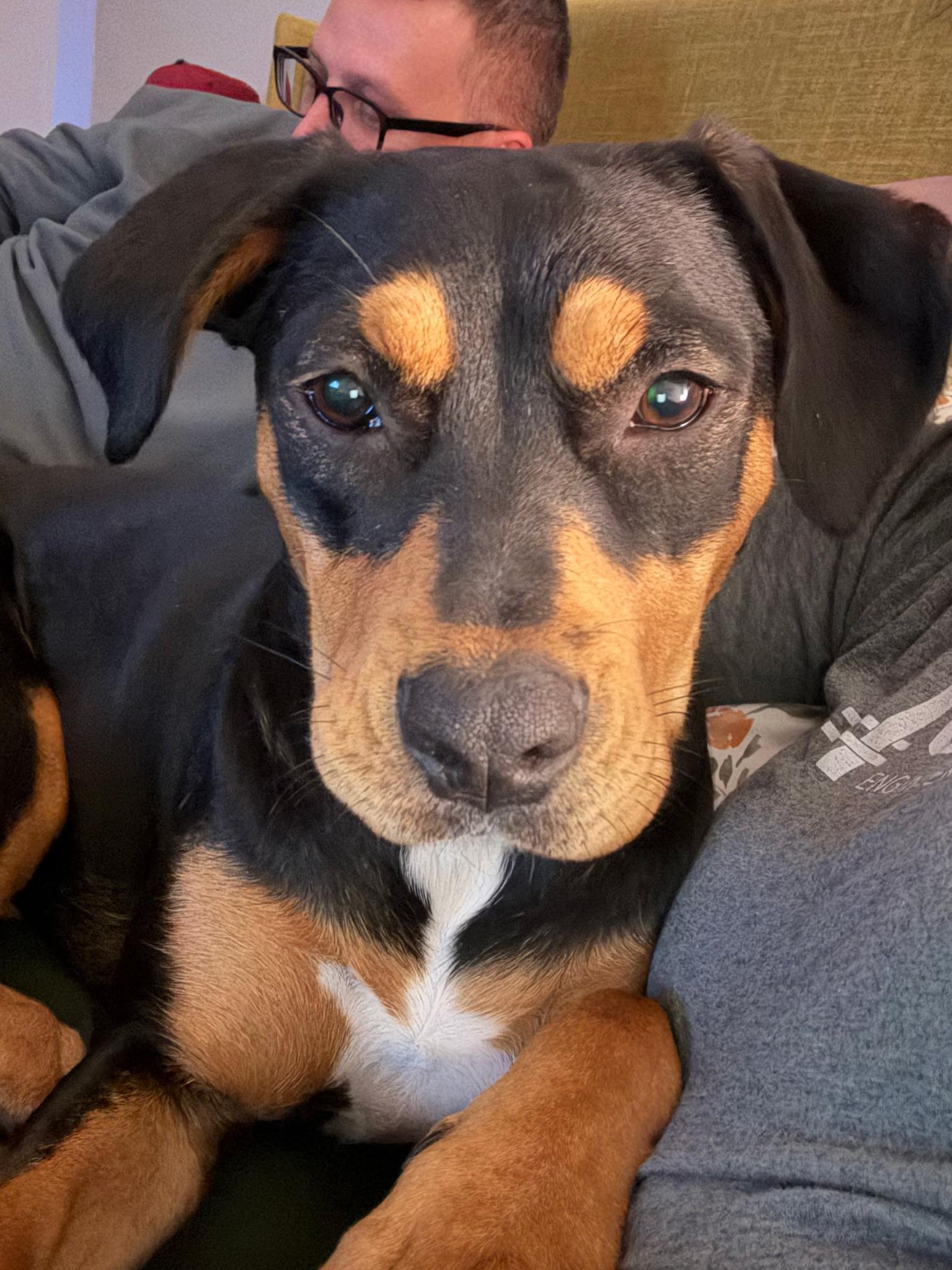 Enlarge Reese, a Adoptable mixed breed in Charlotte, NC image 1/6