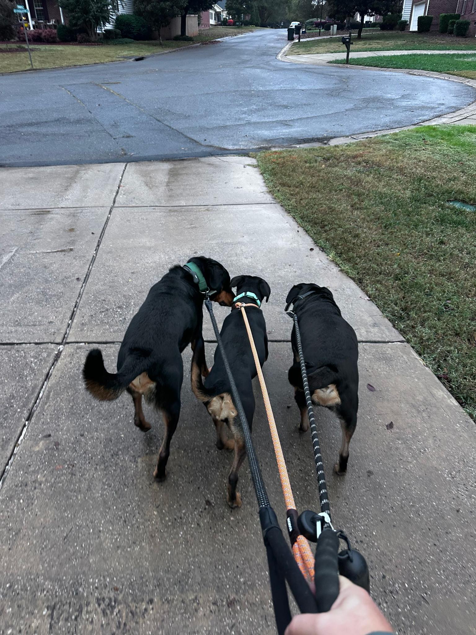 Enlarge Reese, a Adoptable mixed breed in Charlotte, NC image 2/6