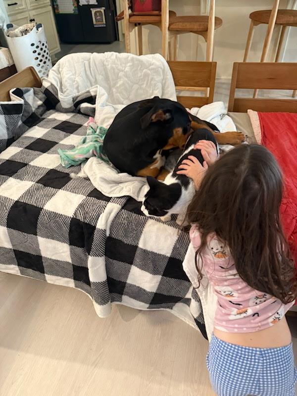 Enlarge Reese, a Adoptable mixed breed in Charlotte, NC image 6/6