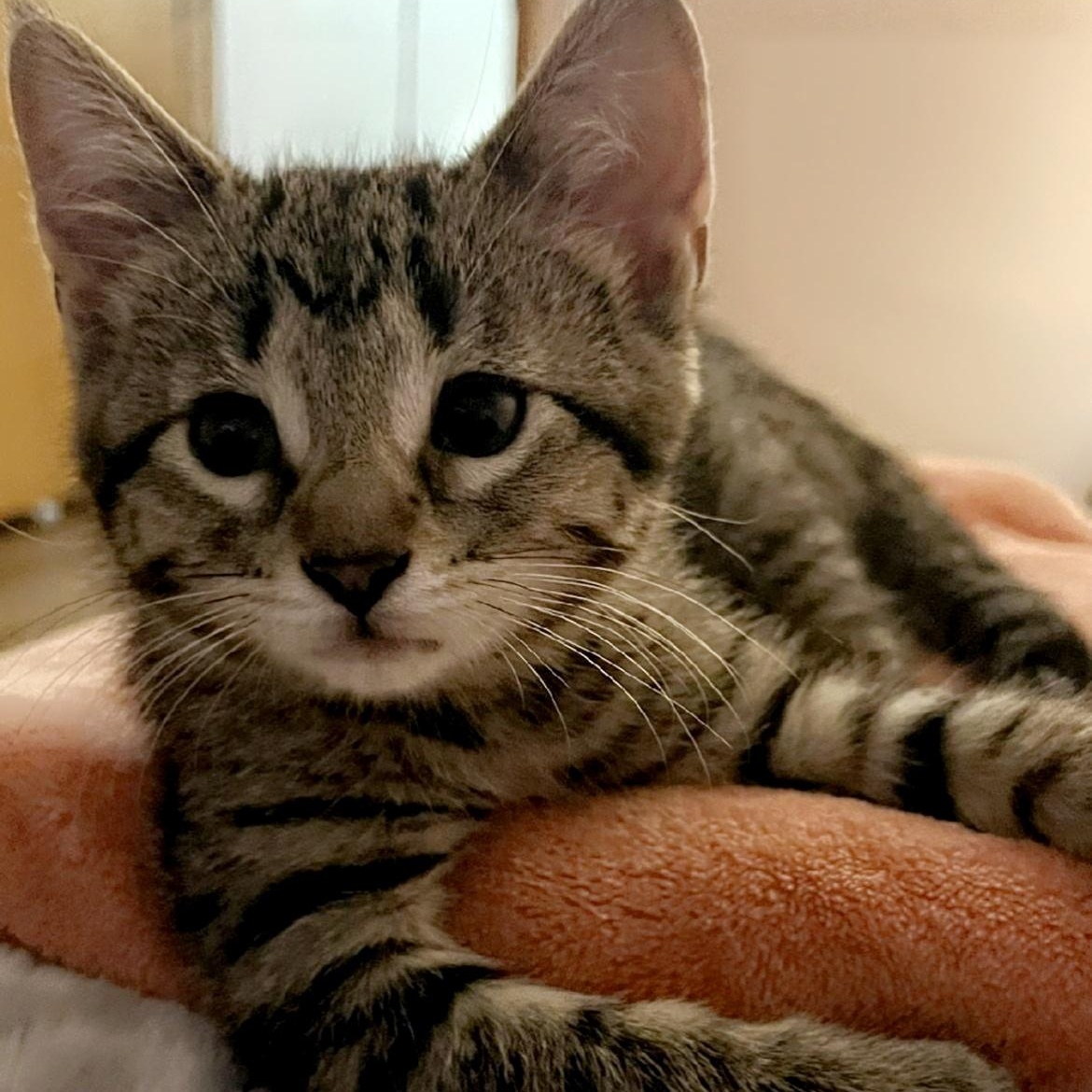 Sugar Plum, an adopted Domestic Short Hair in Pardeeville, WI image 1/3