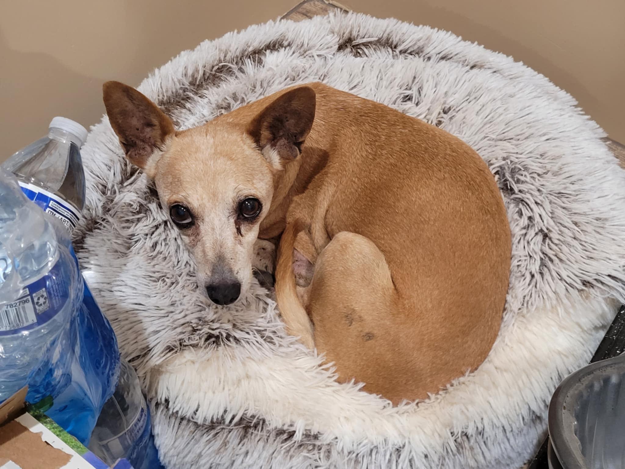 Maggie, Adopted, Adult Female Mixed Breed.