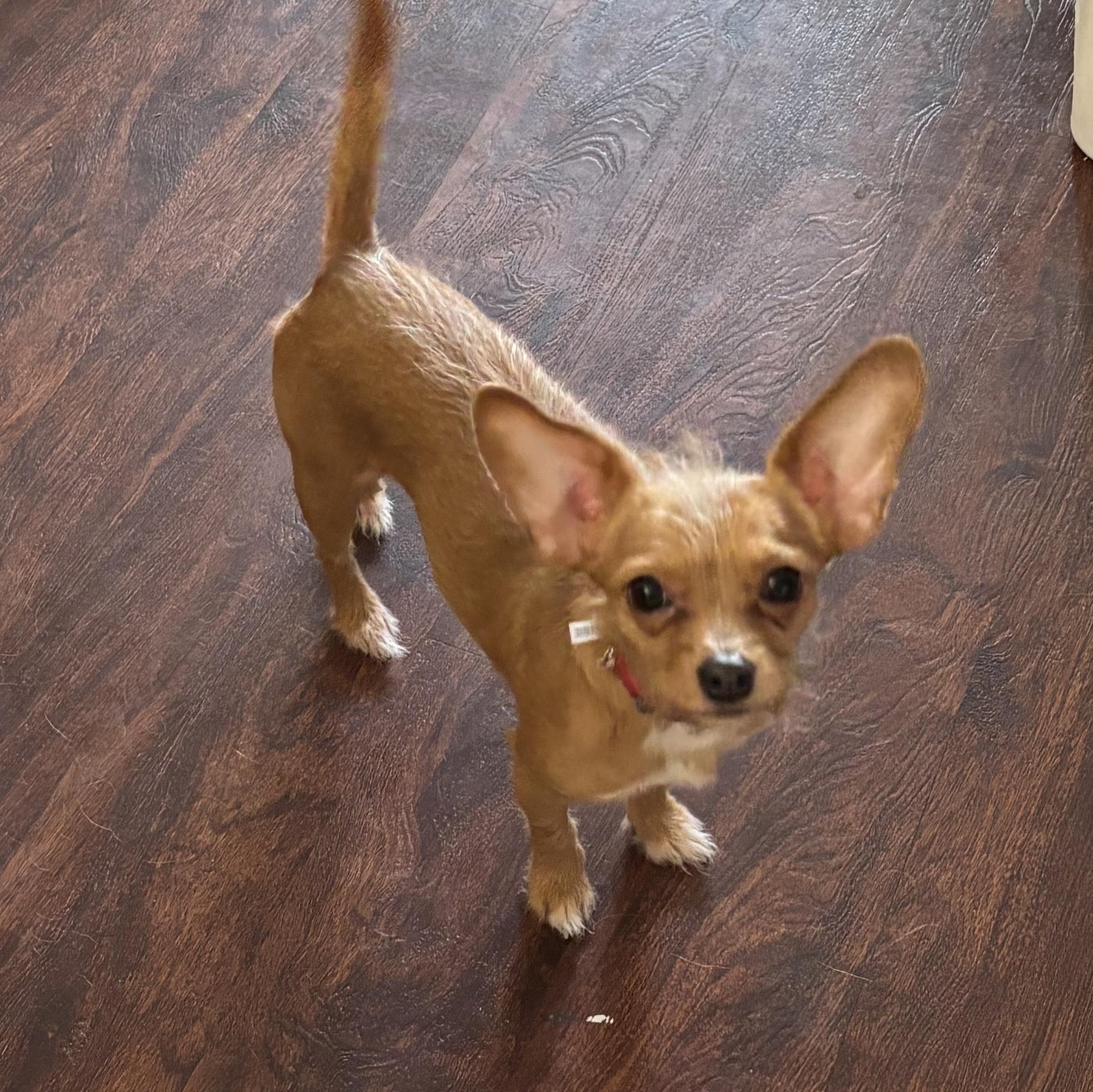 Jessie, adopted, Adult Female Chihuahua & Dachshund.