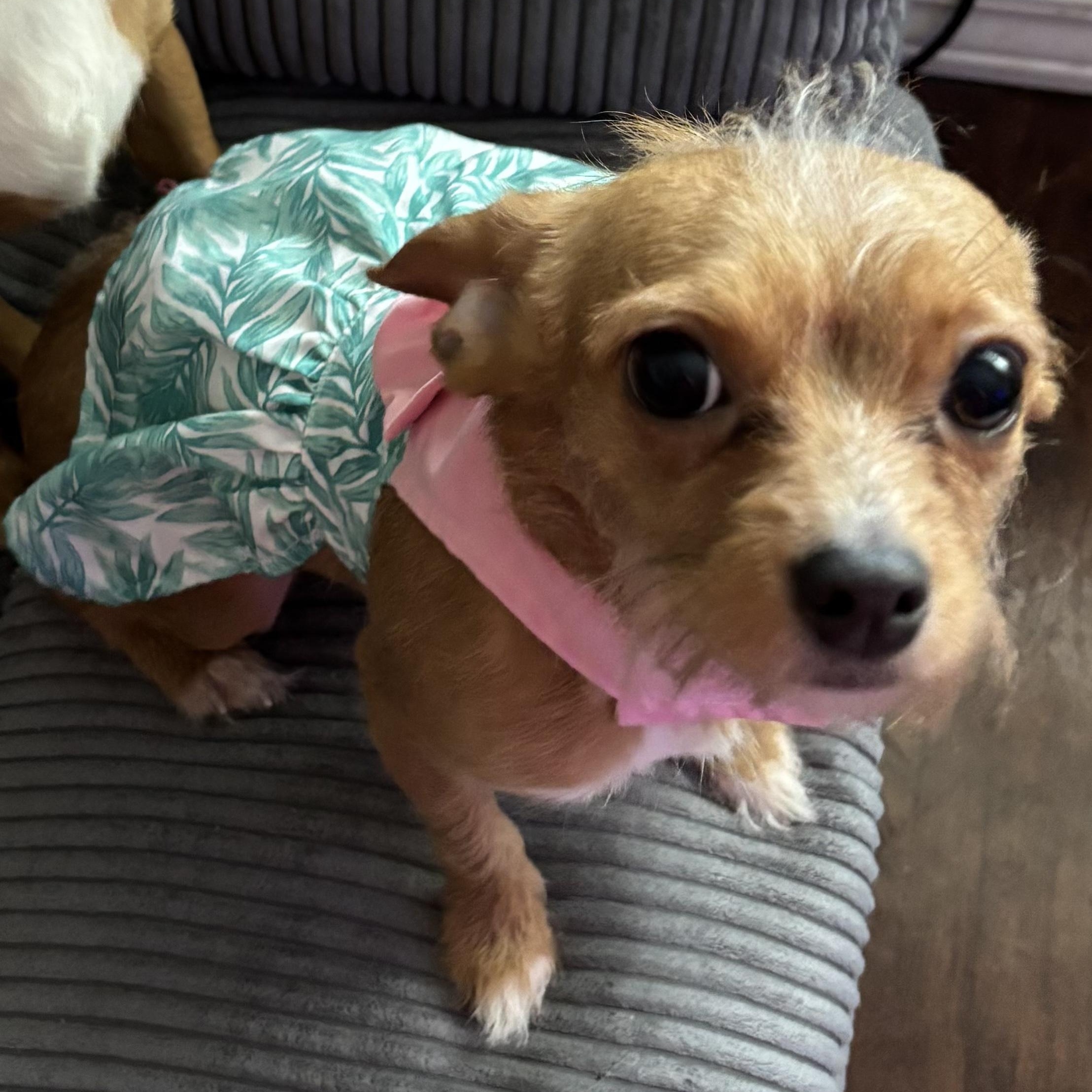 Enlarge Jessie, an adopted mixed breed in Springfield, MO image 5/6
