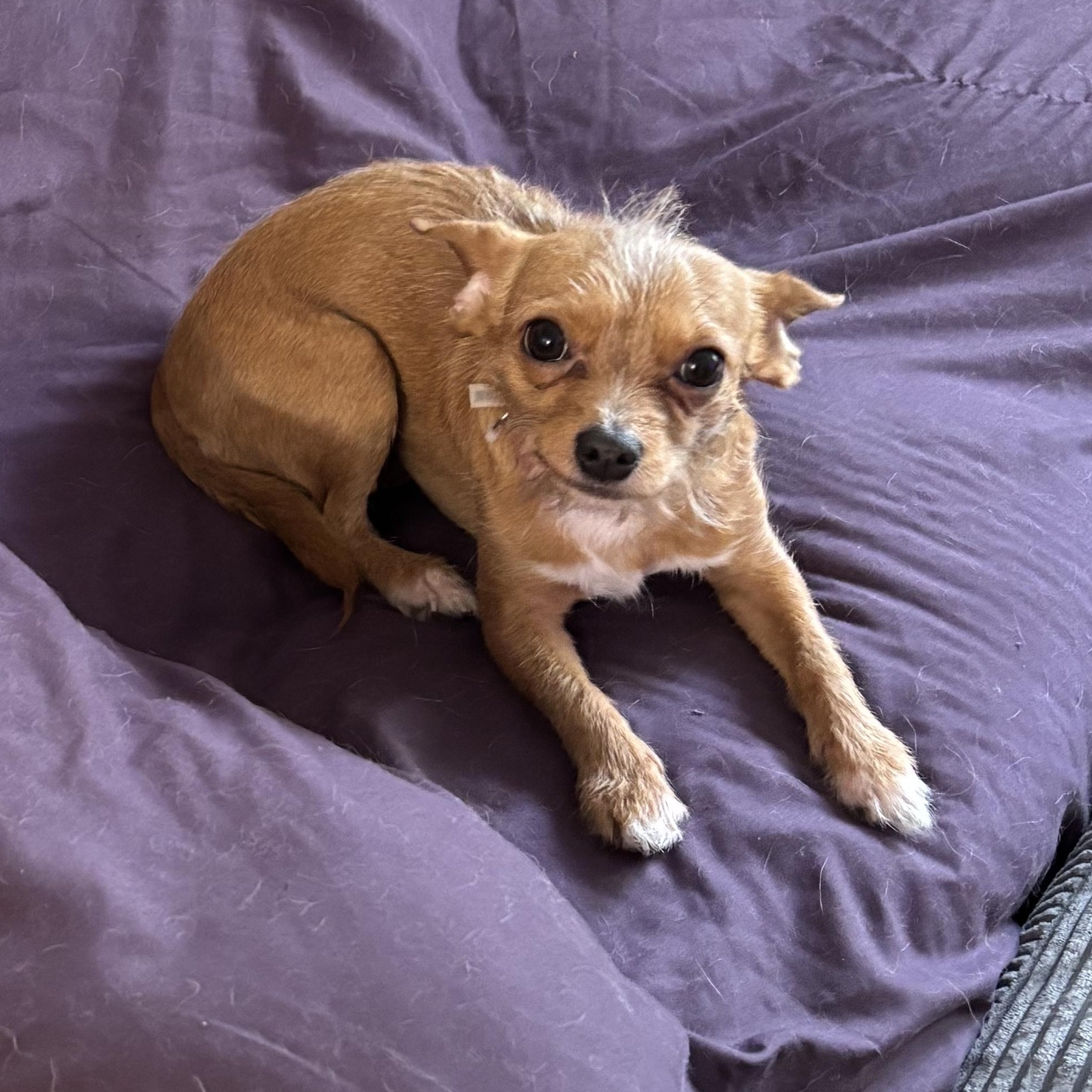 Enlarge Jessie, an adopted mixed breed in Springfield, MO image 2/6