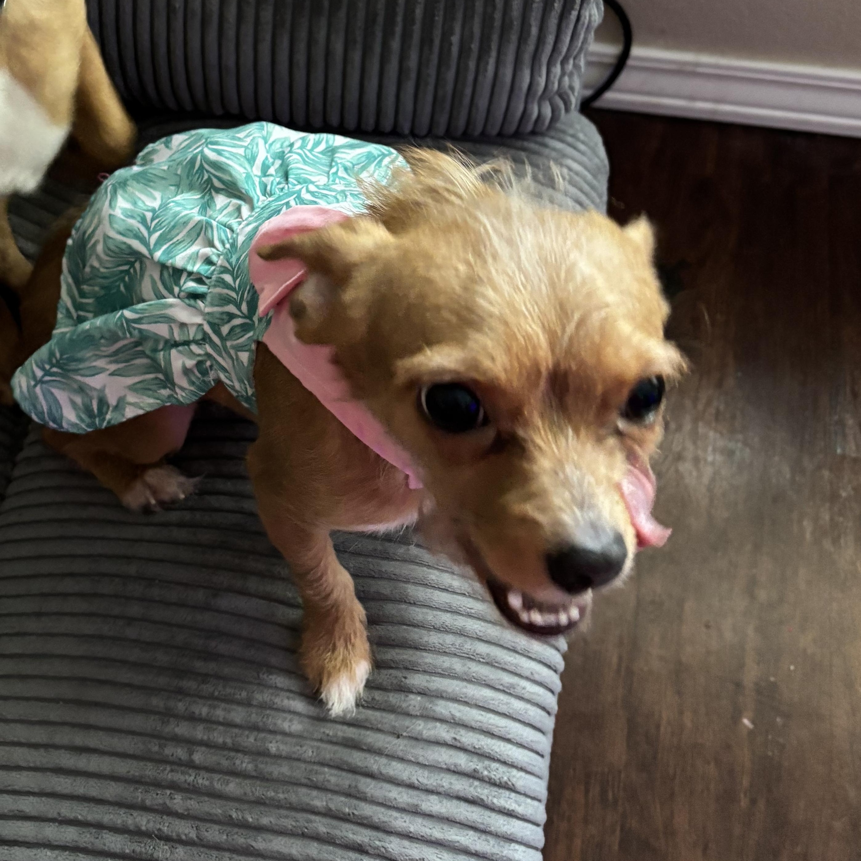Enlarge Jessie, an adopted mixed breed in Springfield, MO image 3/6
