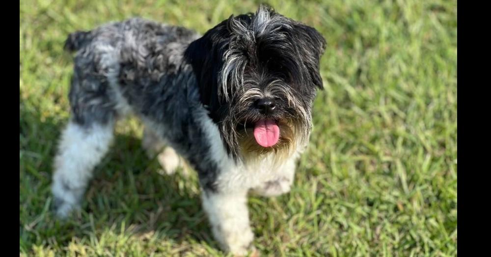 Fall, Adoptable, Young Female Schnauzer.