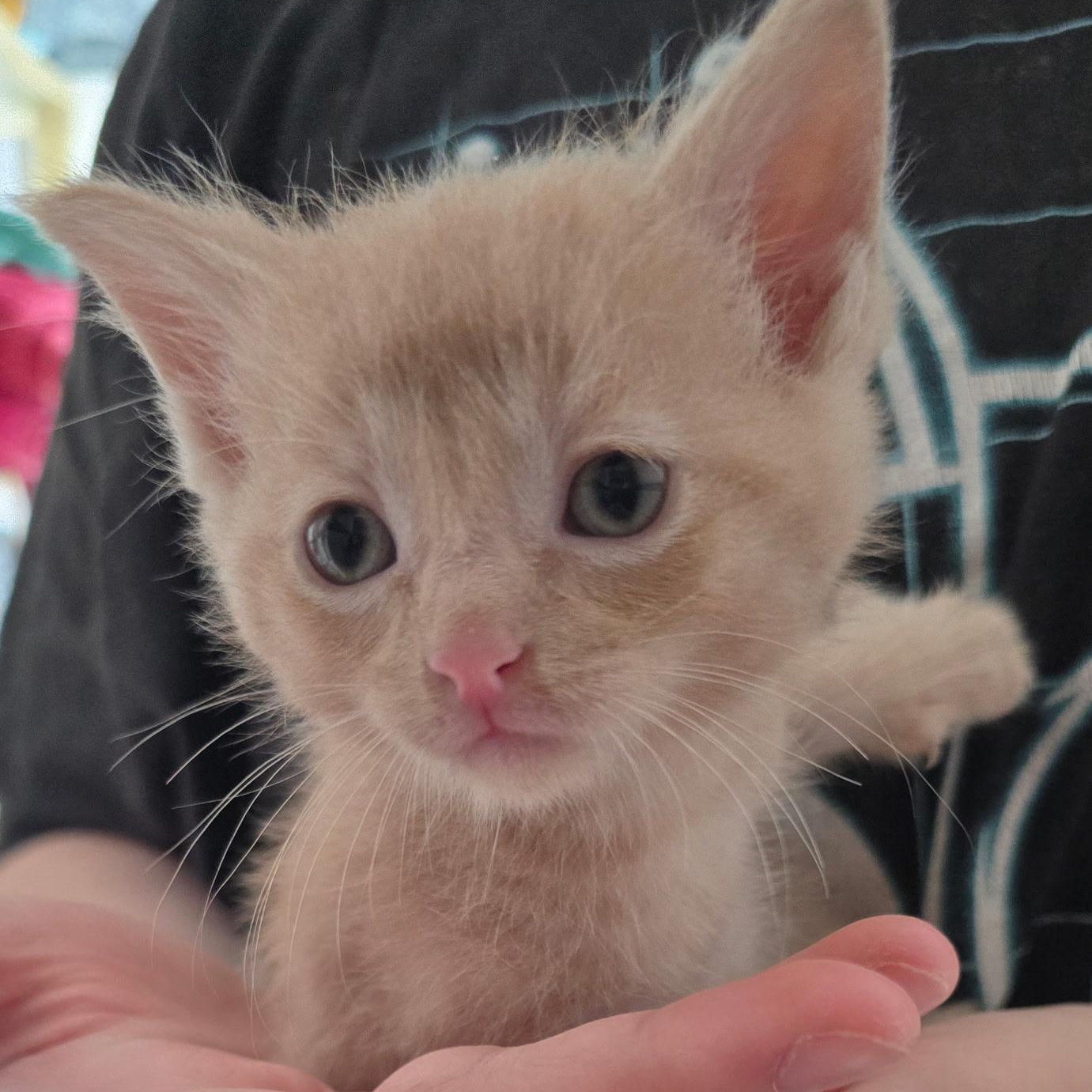 Vizzini - Available Soon, a ADOPTABLE Domestic Short Hair in Sauk City, WI image 5/5