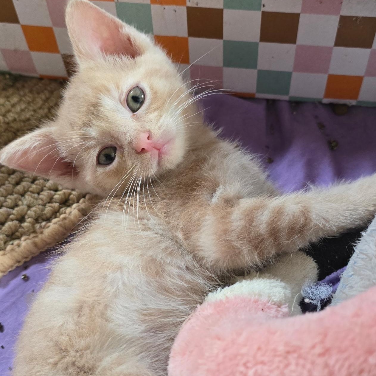 Vizzini - Available Soon, ADOPTABLE, Kitten Male Domestic Short Hair.