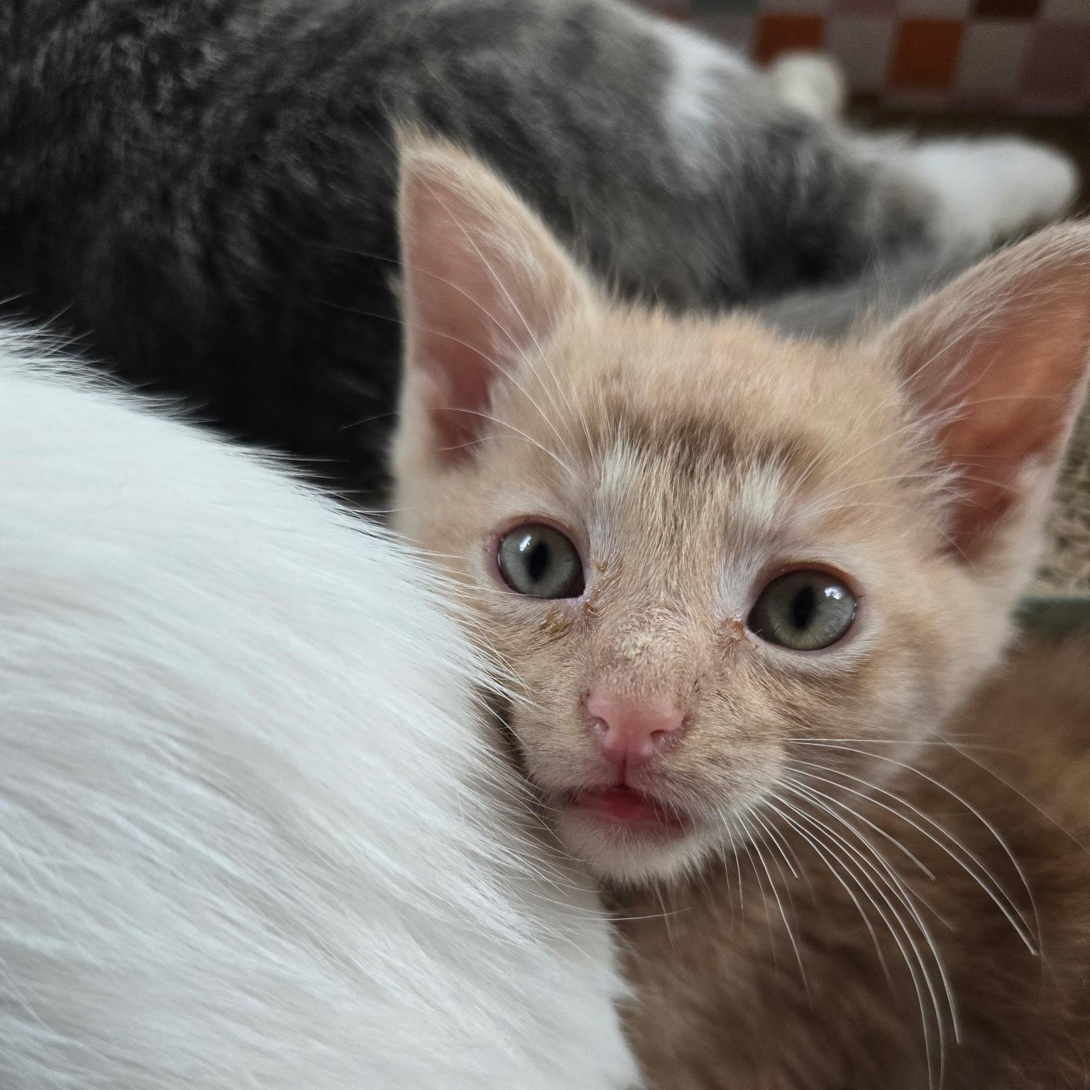 Vizzini - Available Soon, a ADOPTABLE Domestic Short Hair in Sauk City, WI image 4/5