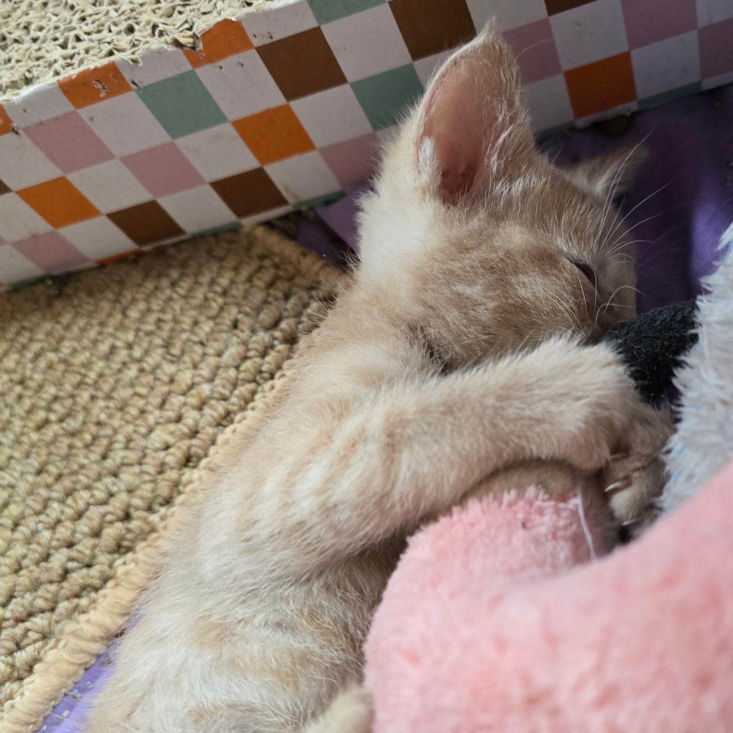 Vizzini - Available Soon, a ADOPTABLE Domestic Short Hair in Sauk City, WI image 3/5
