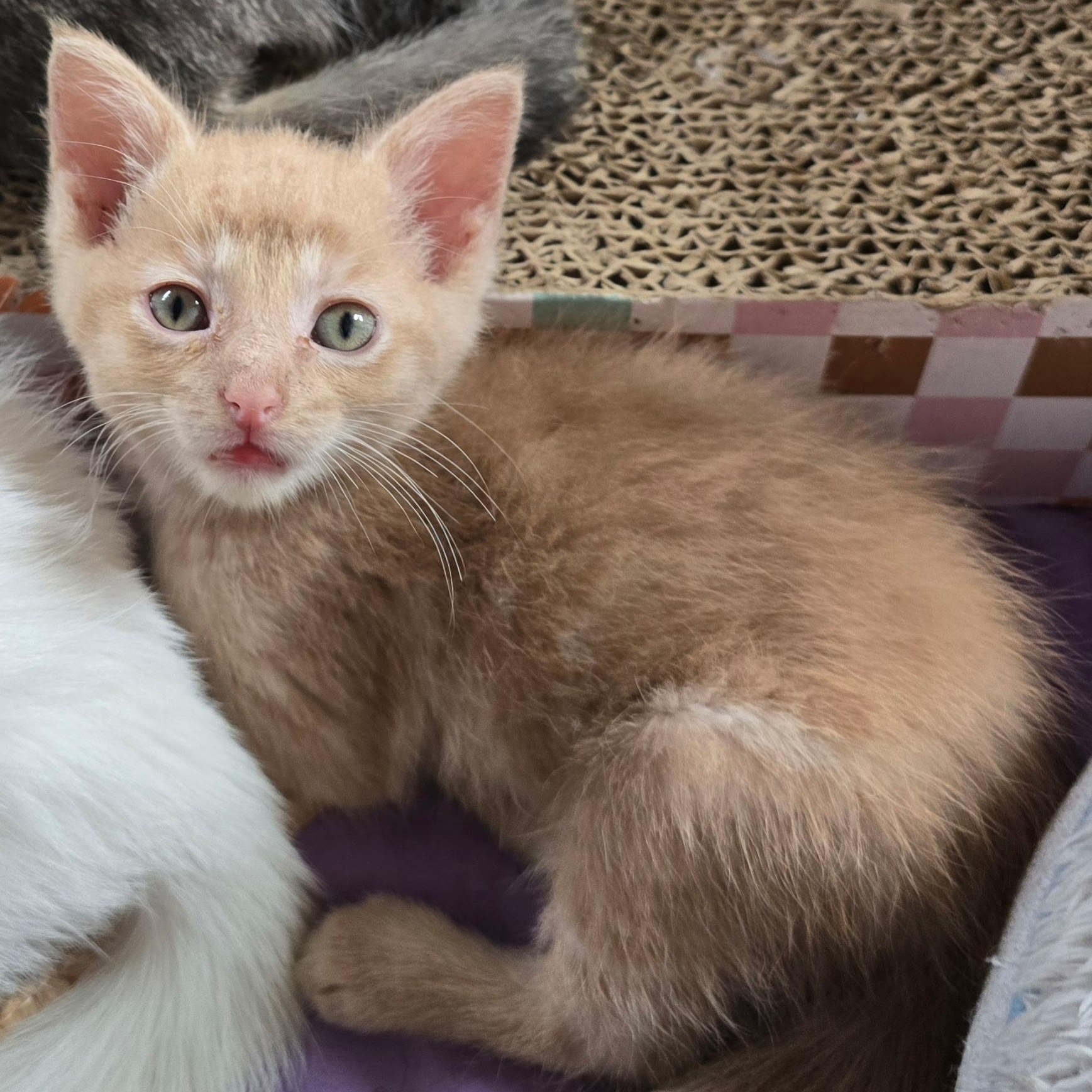 Vizzini - Available Soon, a ADOPTABLE Domestic Short Hair in Sauk City, WI image 2/5