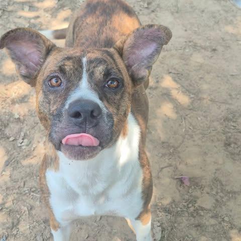 Enlarge Queen, a Adoptable mixed breed in Dover, AR image 1/3