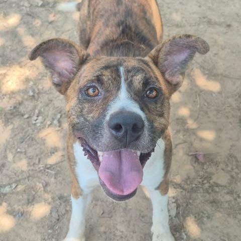 Enlarge Queen, a Adoptable mixed breed in Dover, AR image 2/3