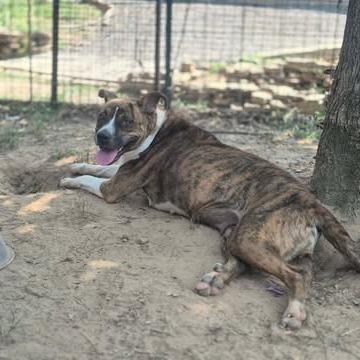 Enlarge Queen, a Adoptable mixed breed in Dover, AR image 3/3