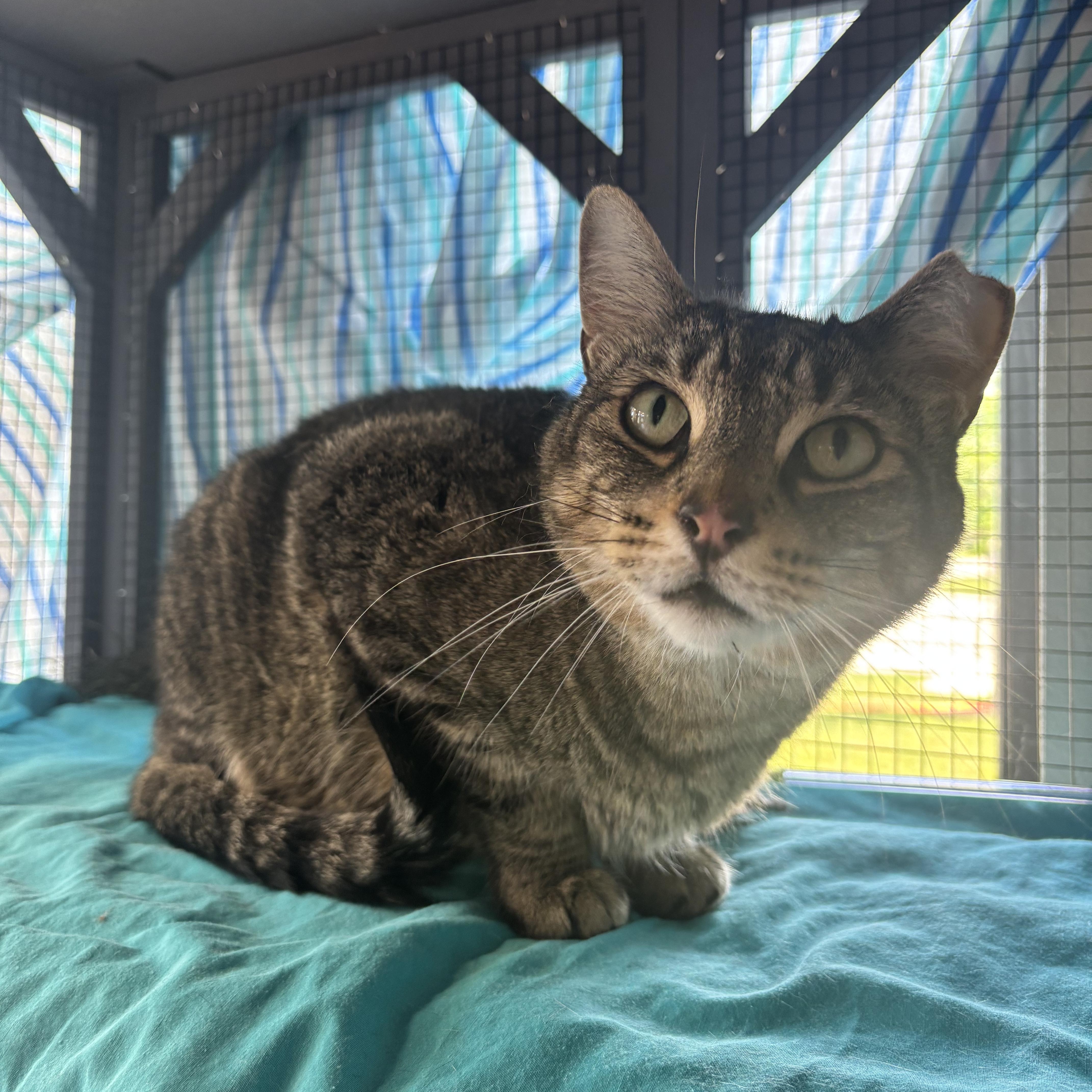 Enlarge Atticus, a Adoptable Domestic Short Hair in Pardeeville, WI image 4/6