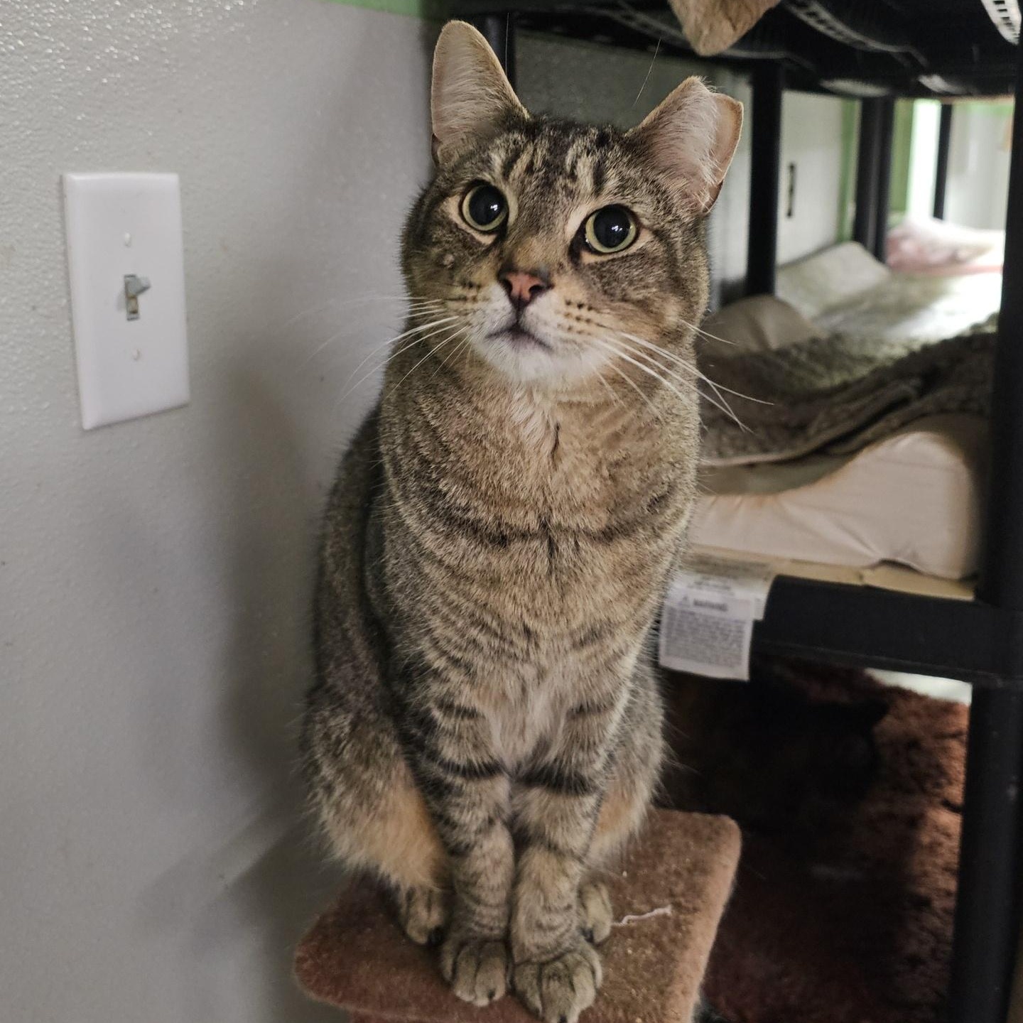 Atticus, Adoptable, Adult Male Domestic Short Hair.