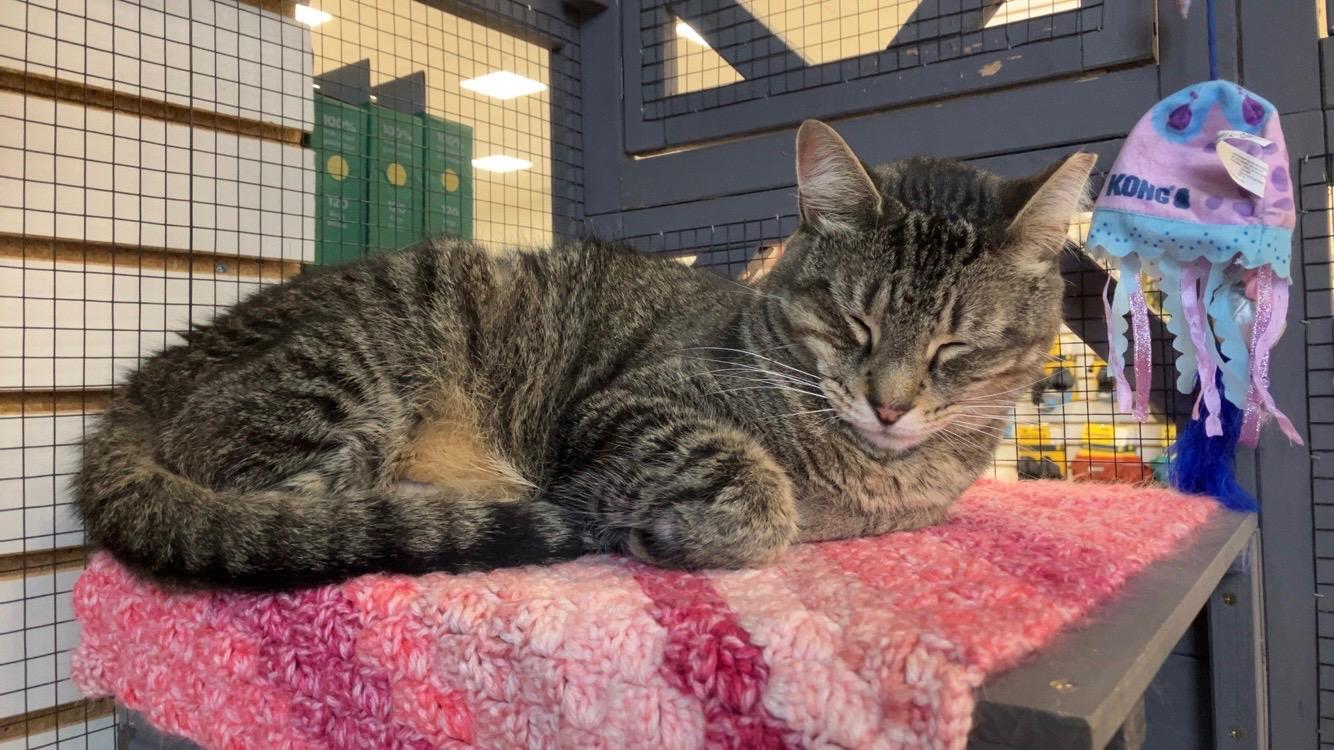 Enlarge Atticus, a Adoptable Domestic Short Hair in Pardeeville, WI image 5/6