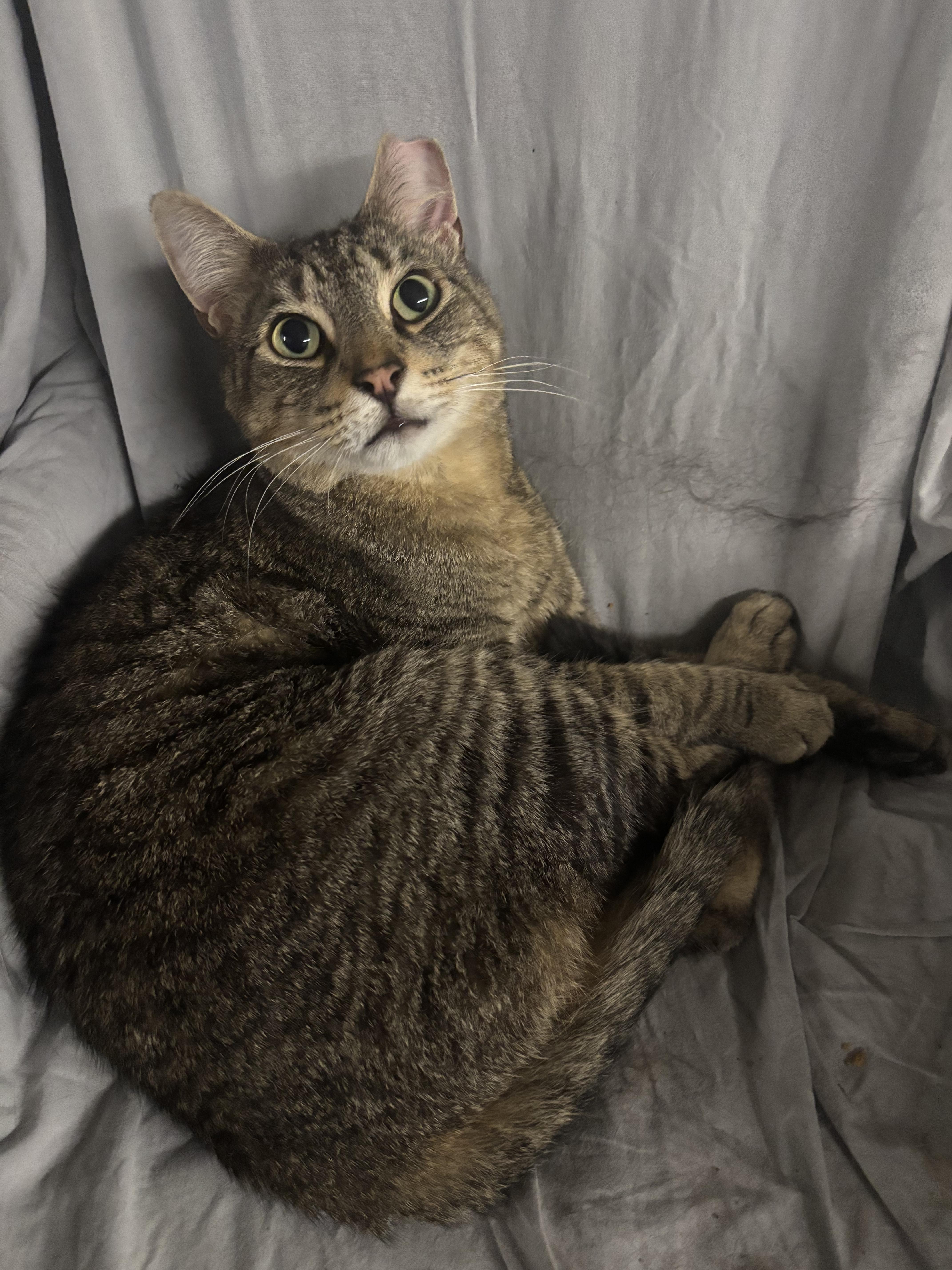 Enlarge Atticus, a Adoptable Domestic Short Hair in Pardeeville, WI image 3/6