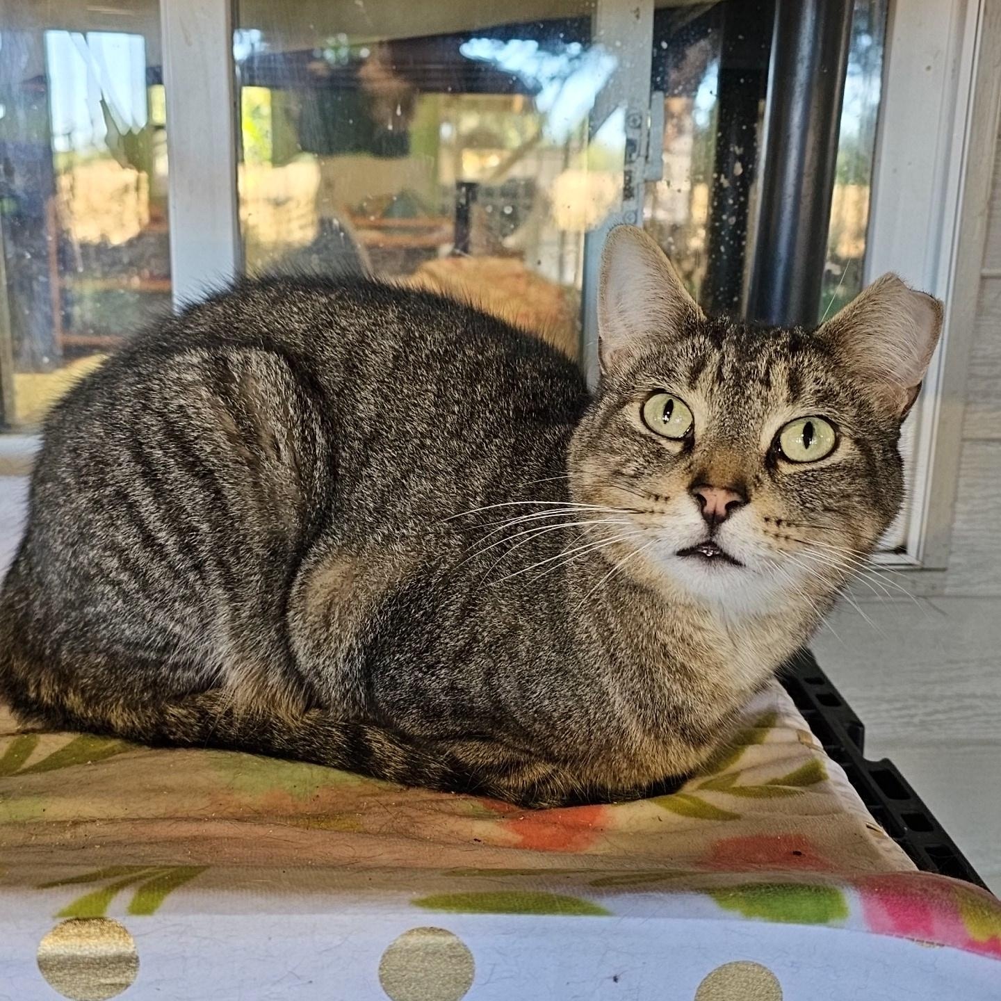 Enlarge Atticus, a Adoptable Domestic Short Hair in Pardeeville, WI image 2/6