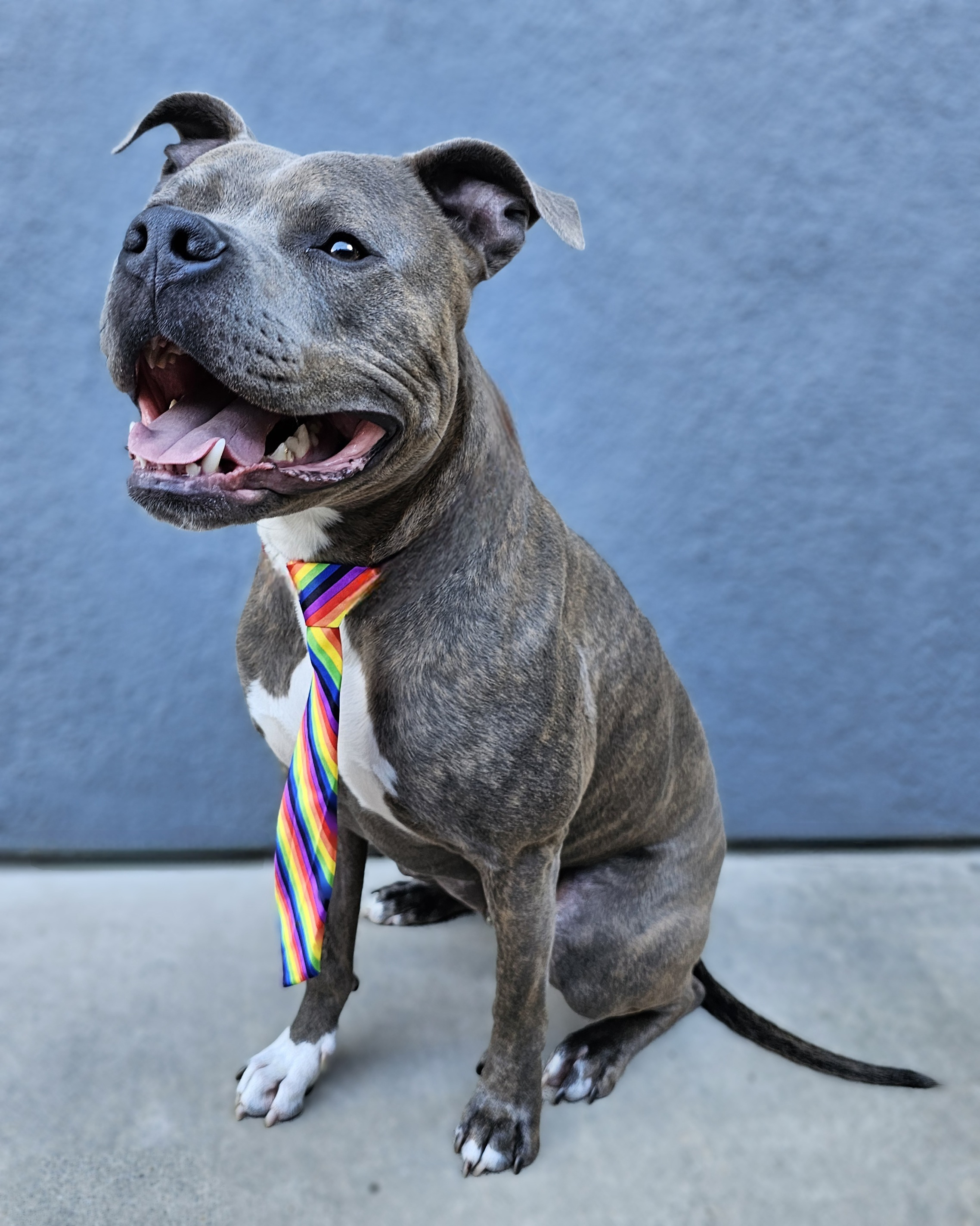 Wally, a Adoptable American Staffordshire Terrier in Gilroy, CA image 3/6