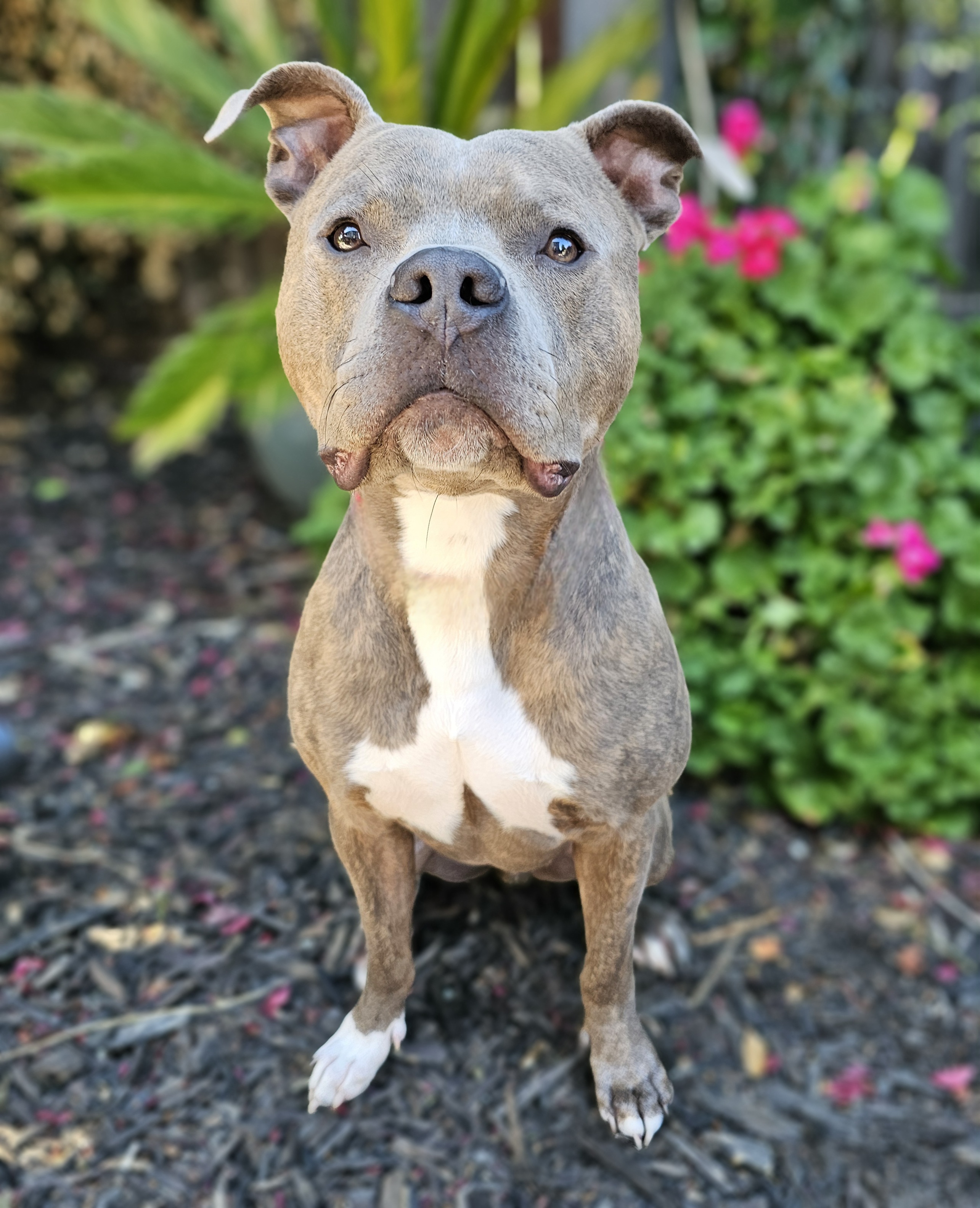 Wally, a Adoptable American Staffordshire Terrier in Gilroy, CA image 6/6