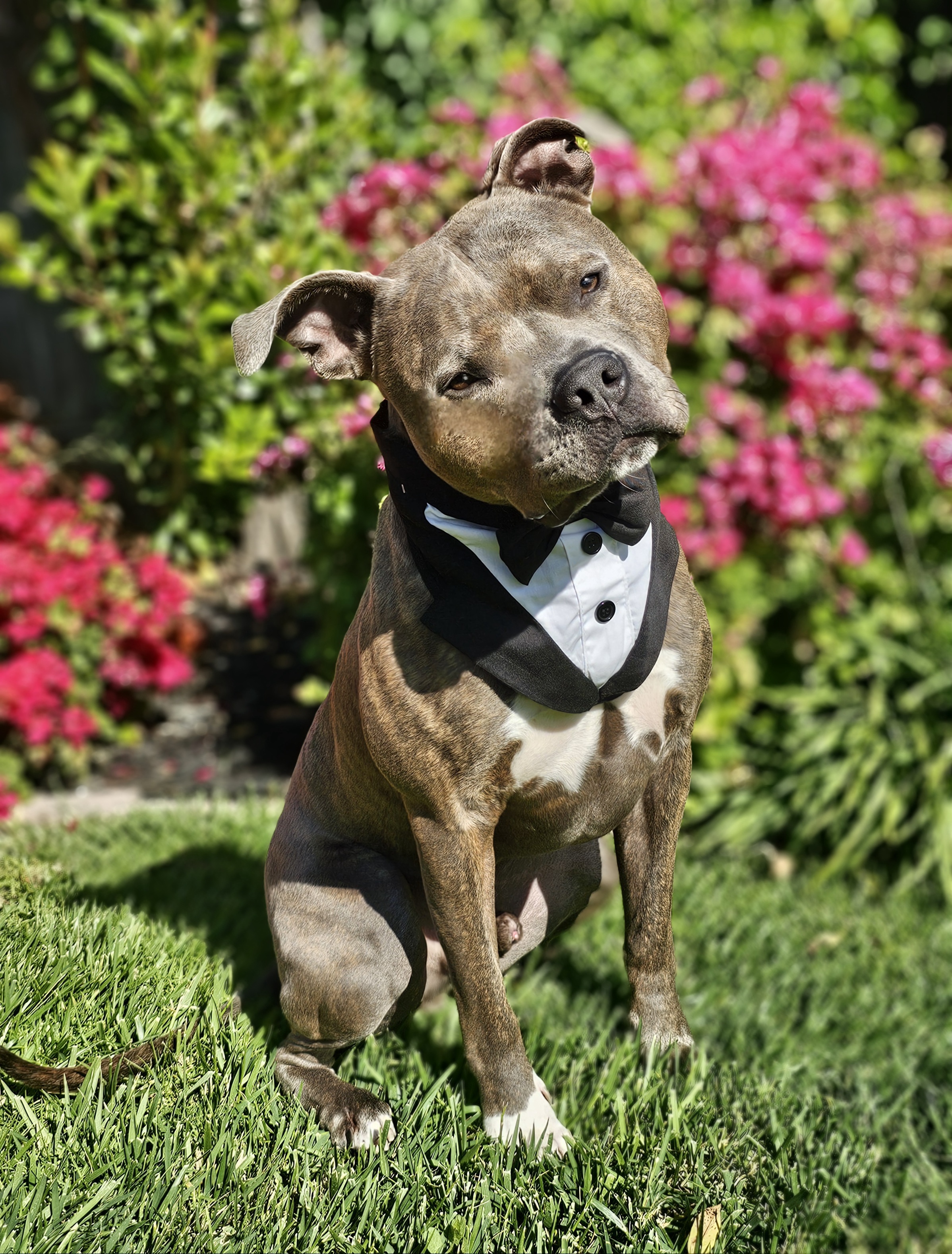 Wally, a Adoptable American Staffordshire Terrier in Gilroy, CA image 1/6