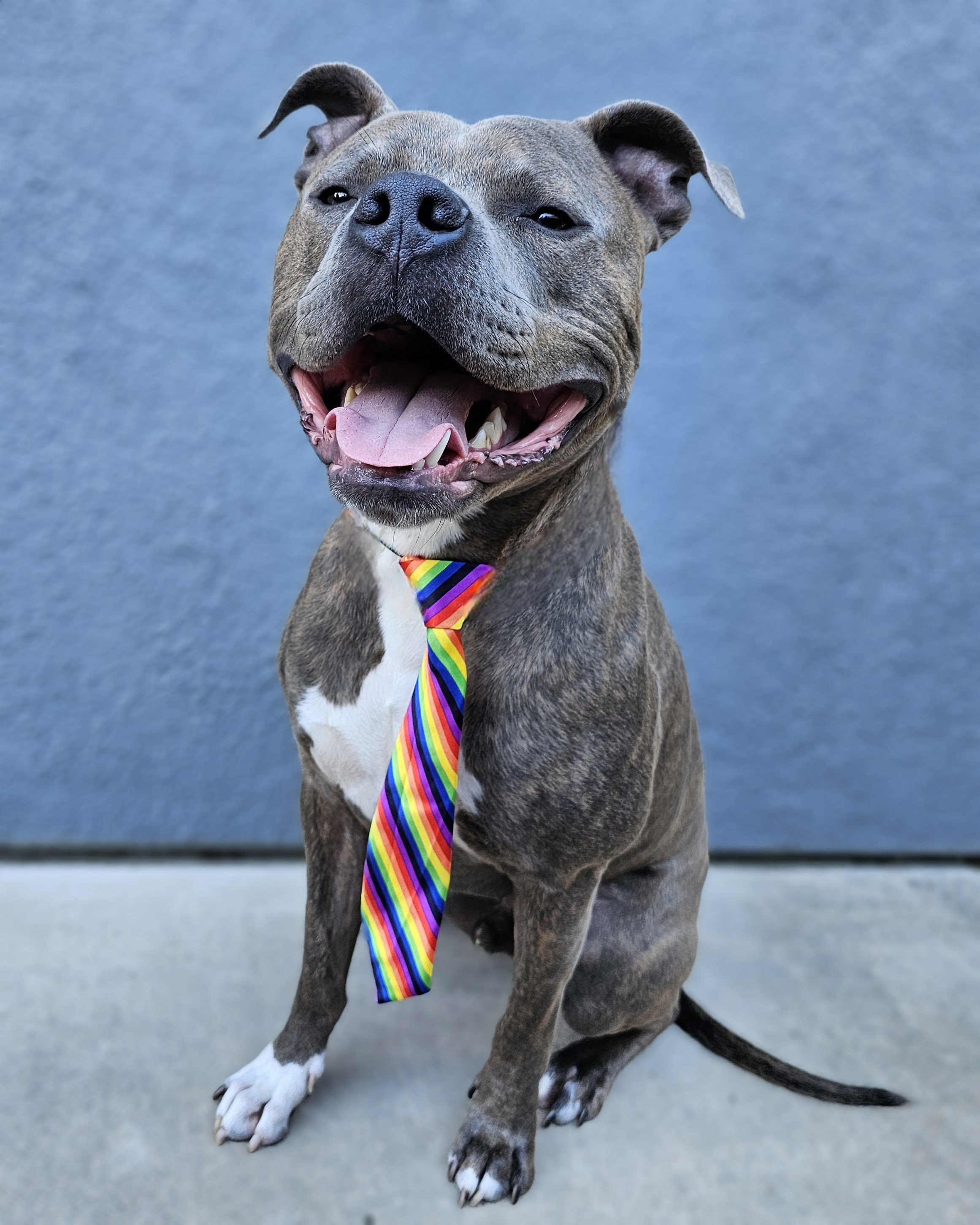Wally, a Adoptable American Staffordshire Terrier in Gilroy, CA image 4/6