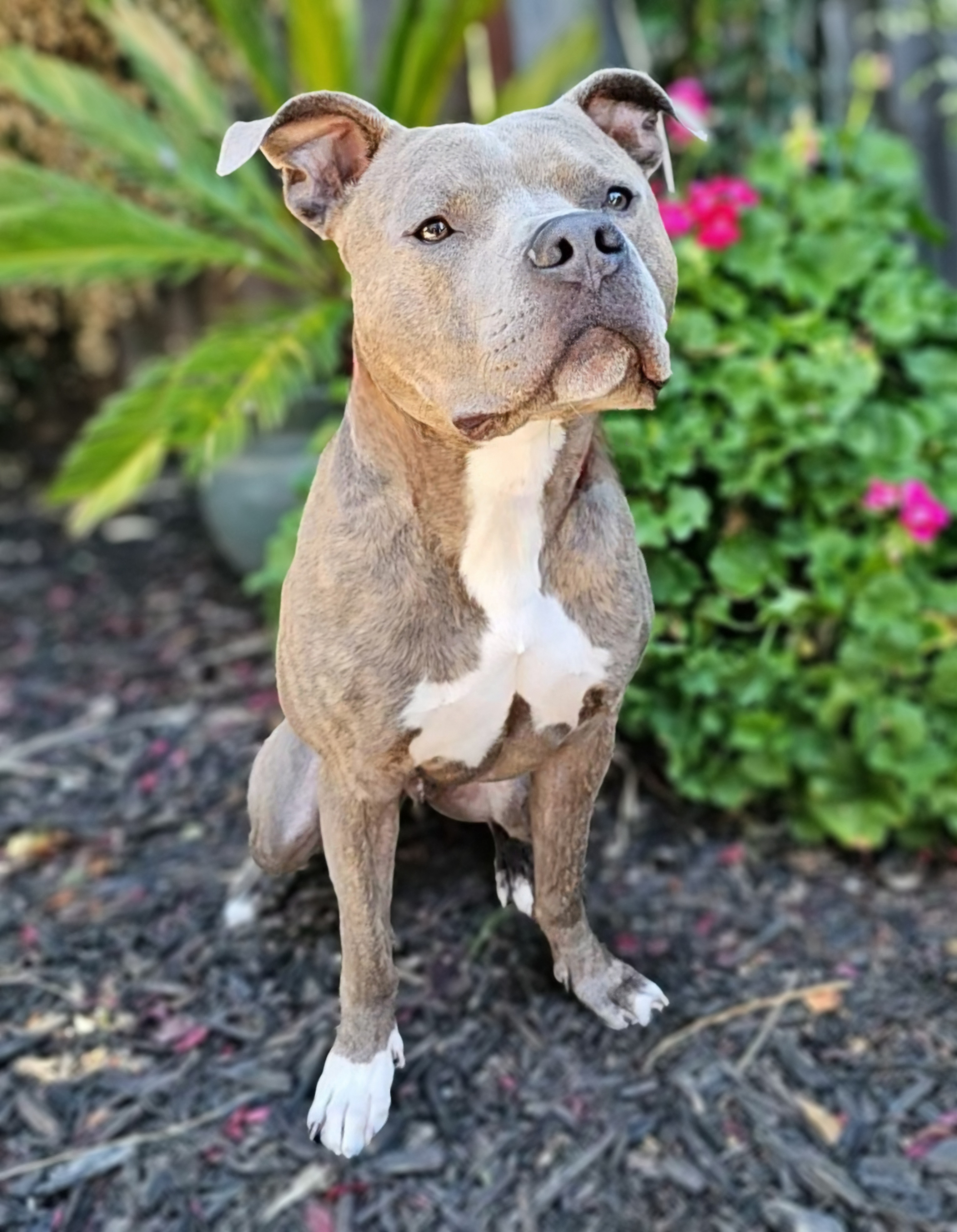 Wally, a Adoptable American Staffordshire Terrier in Gilroy, CA image 5/6