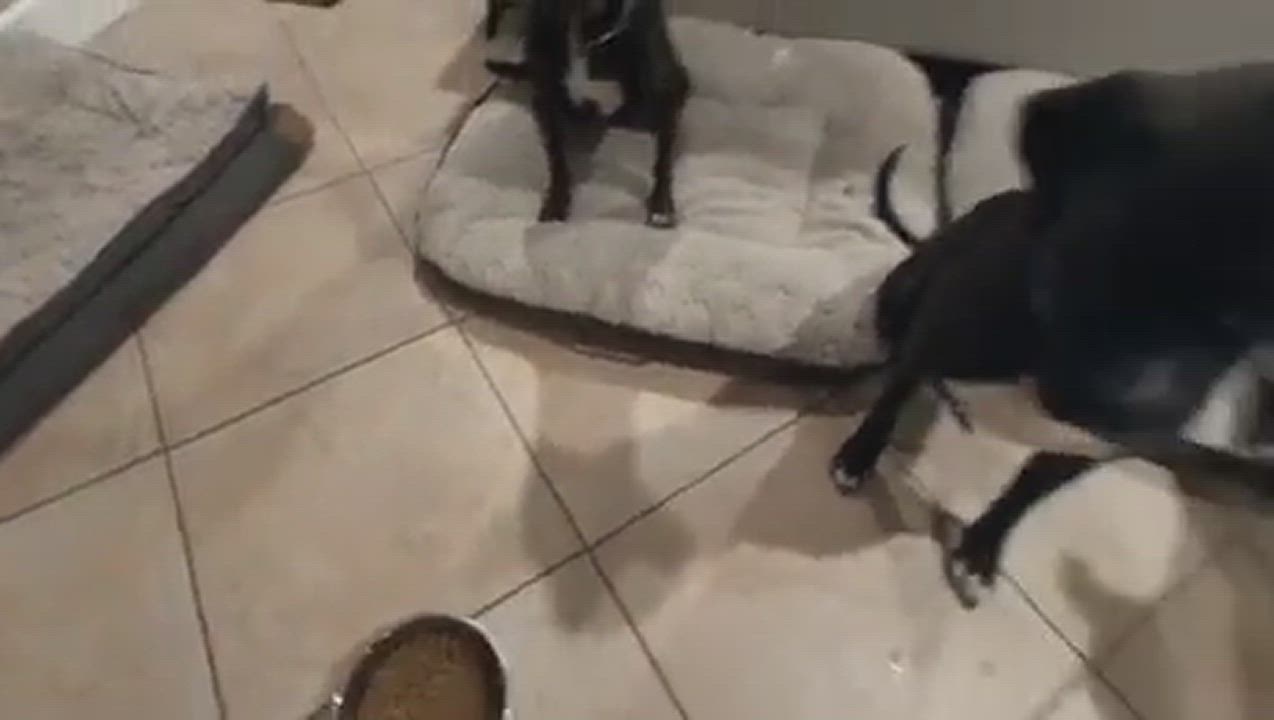 Enlarge Wally, a Adoptable American Staffordshire Terrier in Gilroy, CA video 2/6