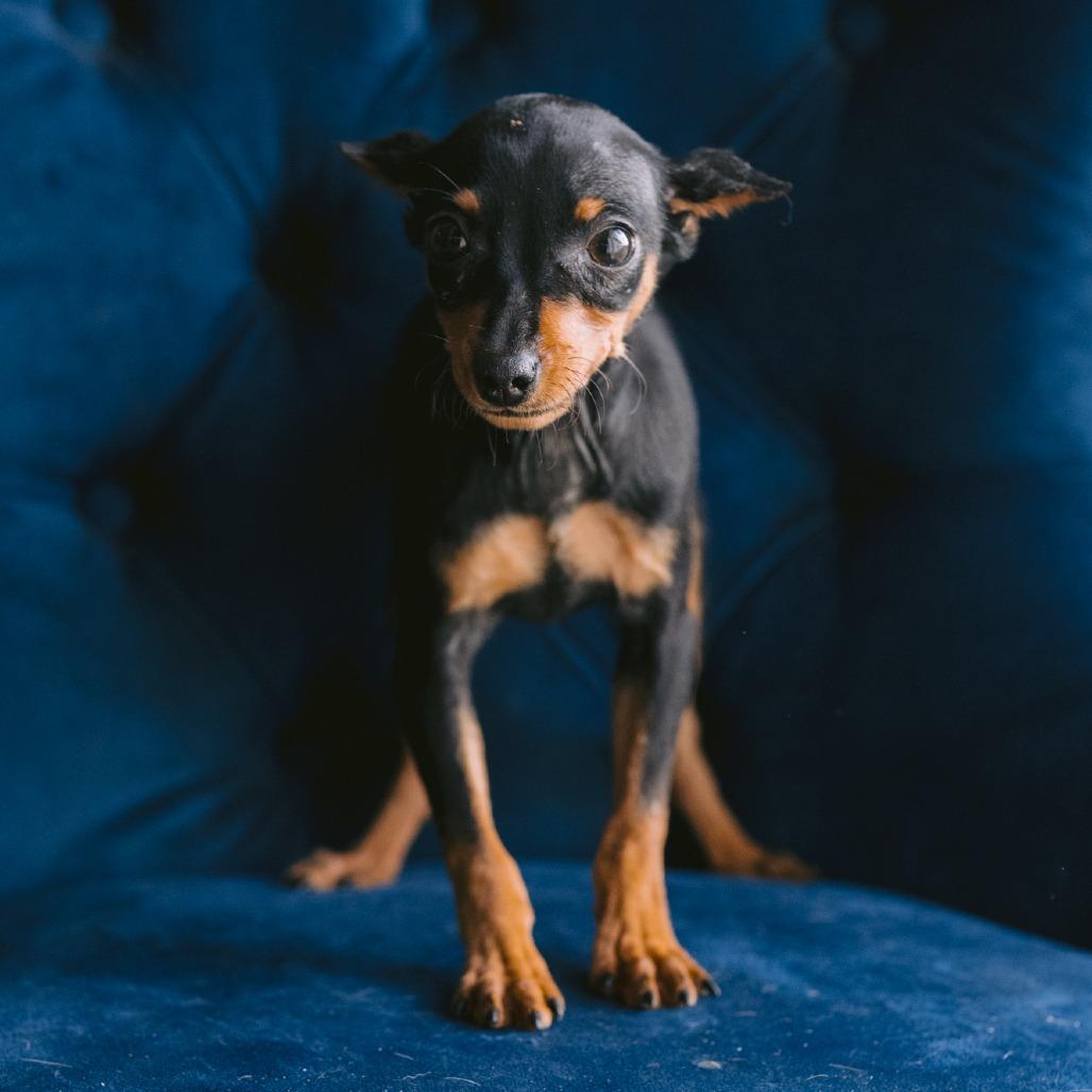 Enlarge Betty, a ADOPTABLE Miniature Pinscher in Zionsville, IN image 1/1