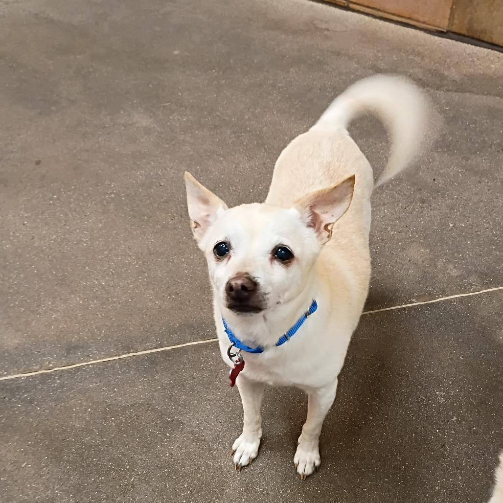 Rocky, Adoptable, Senior Male Chihuahua & Chihuahua.