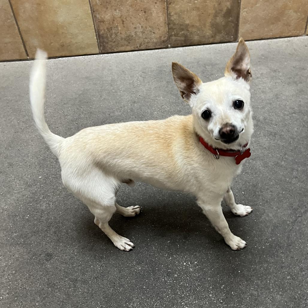 Enlarge Rocky, a Adoptable mixed breed in Las Vegas, NV image 2/6
