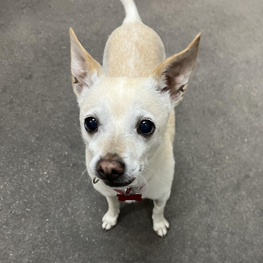 Enlarge Rocky, a Adoptable mixed breed in Las Vegas, NV image 4/6