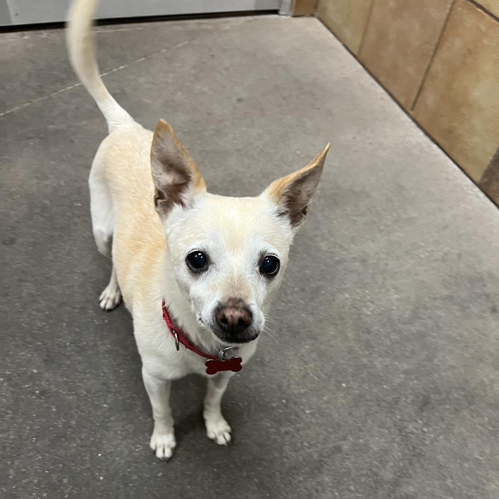 Enlarge Rocky, a Adoptable mixed breed in Las Vegas, NV image 5/6