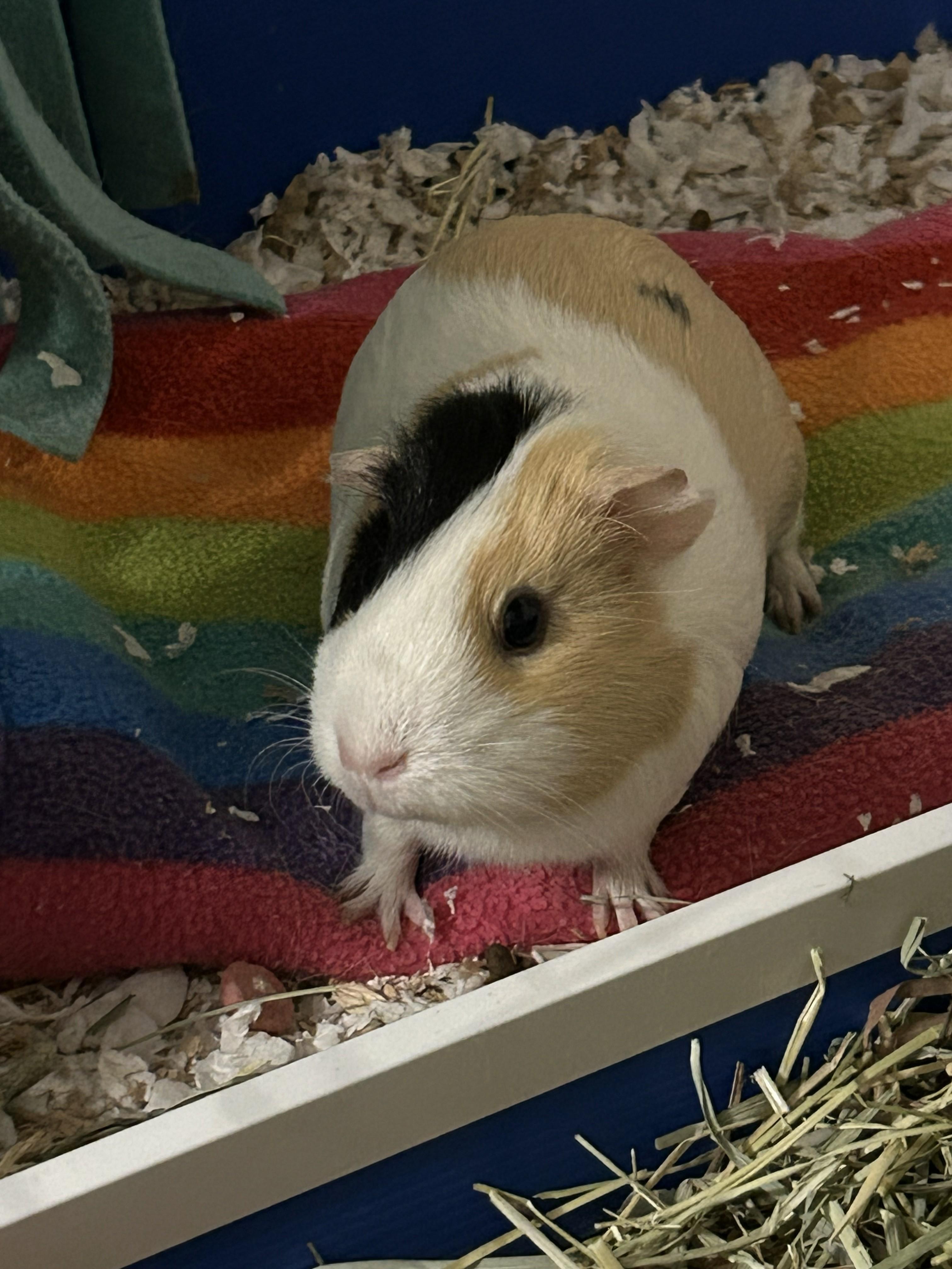 Mia, ADOPTABLE, Adult Female Guinea Pig.