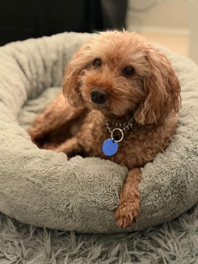 Enlarge Jerry, a Adoptable Poodle in Long Island City, NY image 1/6