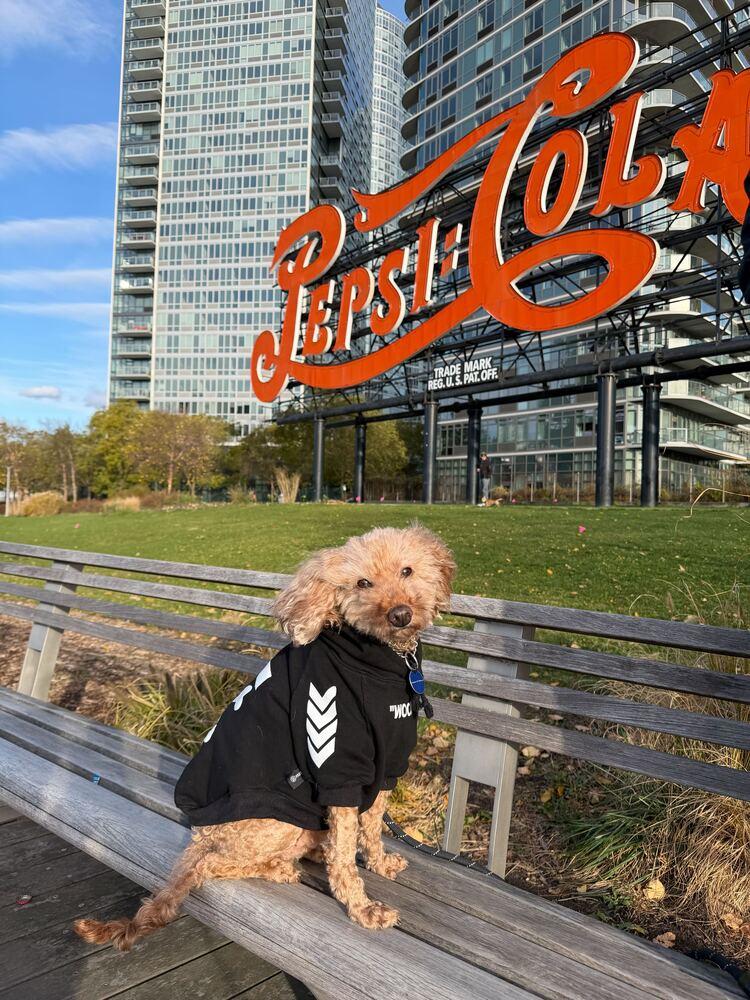 Enlarge Jerry, a Adoptable Poodle in Long Island City, NY image 2/6