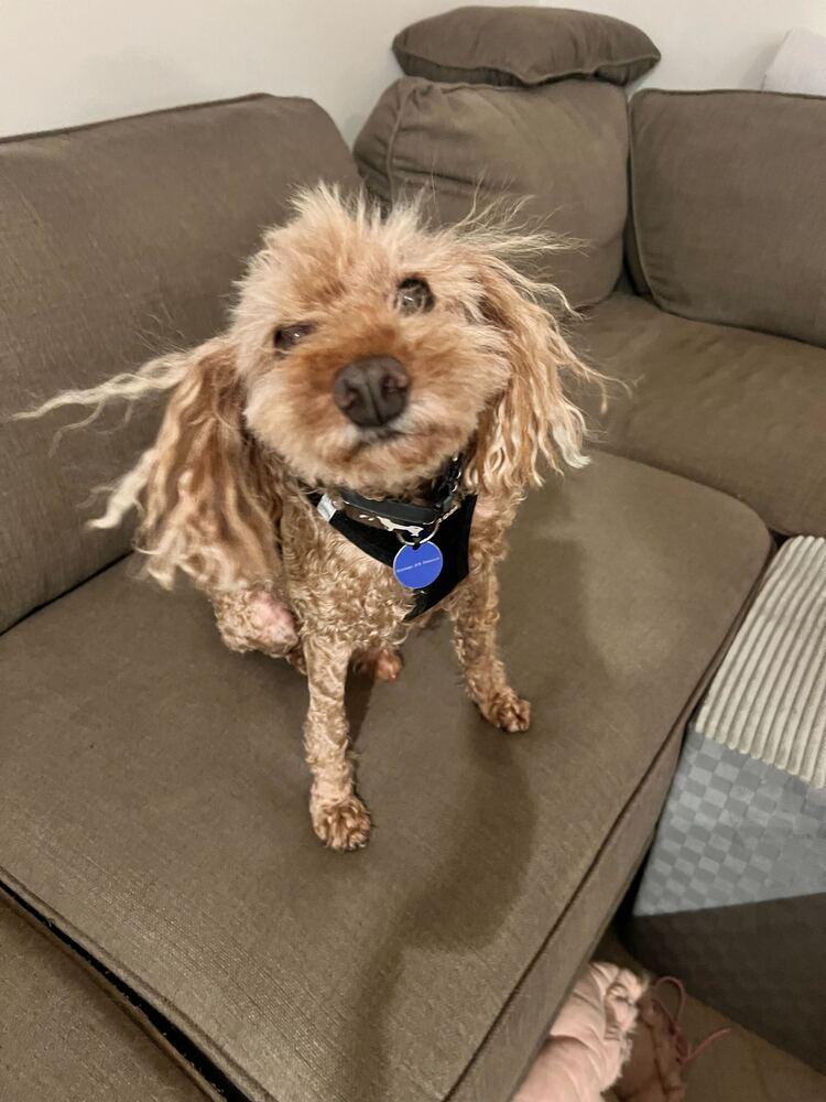 Enlarge Jerry, a Adoptable Poodle in Long Island City, NY image 3/6