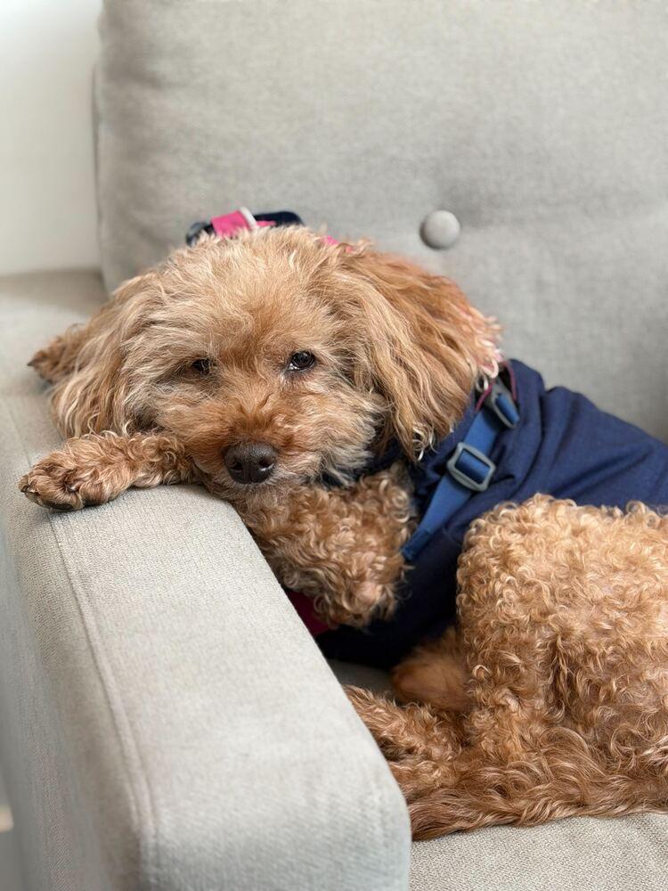 Jerry, a Adoptable Poodle in Long Island City, NY image 3/6