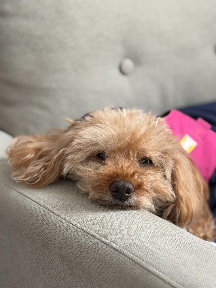 Jerry, a Adoptable Poodle in Long Island City, NY image 4/6