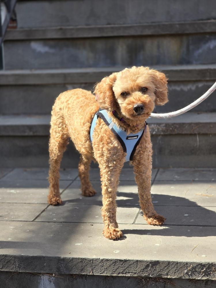 Enlarge Jerry, a Adoptable Poodle in Long Island City, NY image 4/6