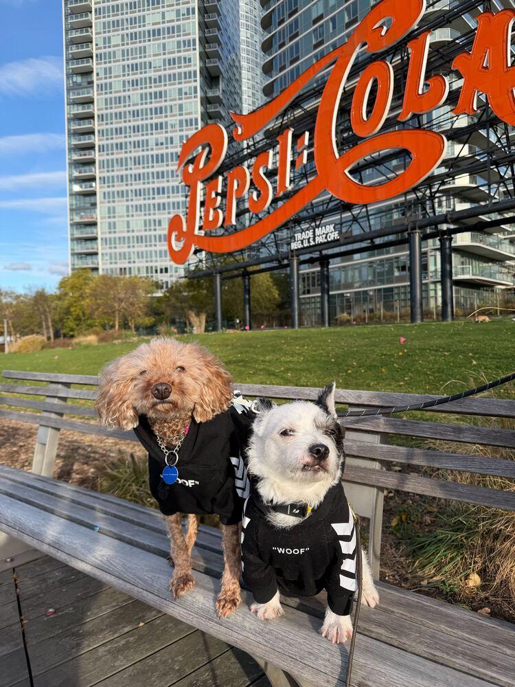 Enlarge Jerry, a Adoptable Poodle in Long Island City, NY image 5/6