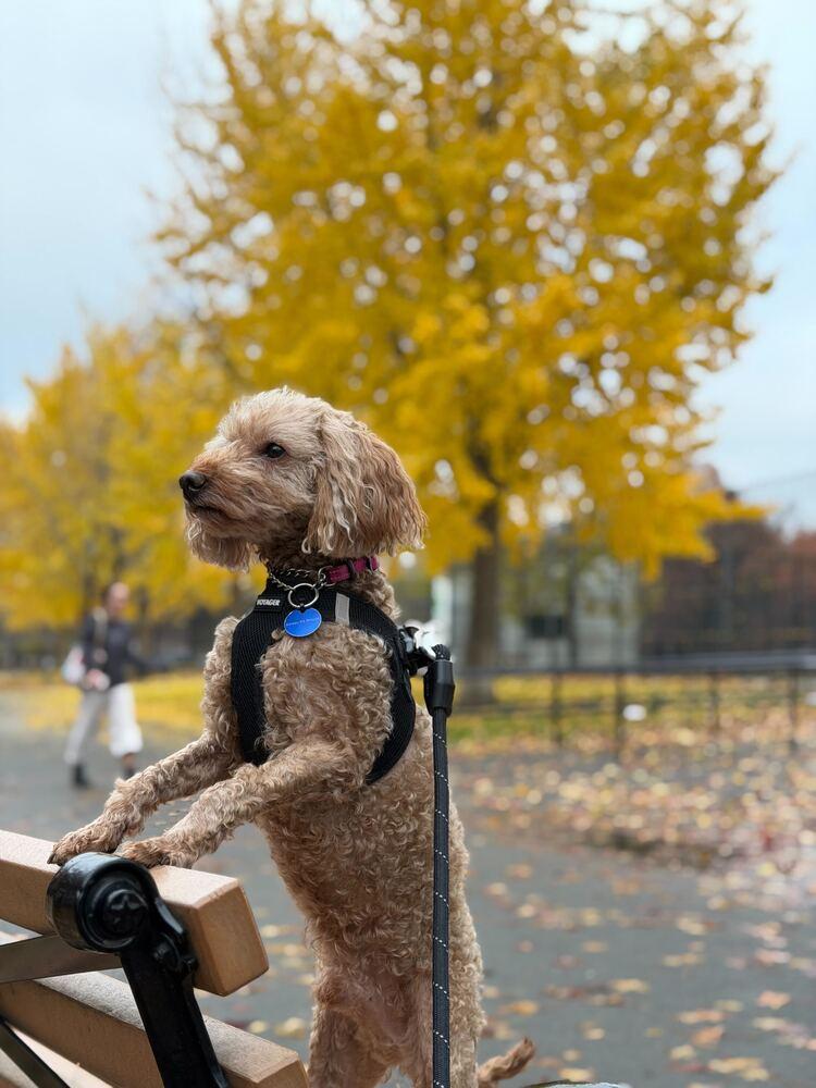 Enlarge Jerry, a Adoptable Poodle in Long Island City, NY image 6/6