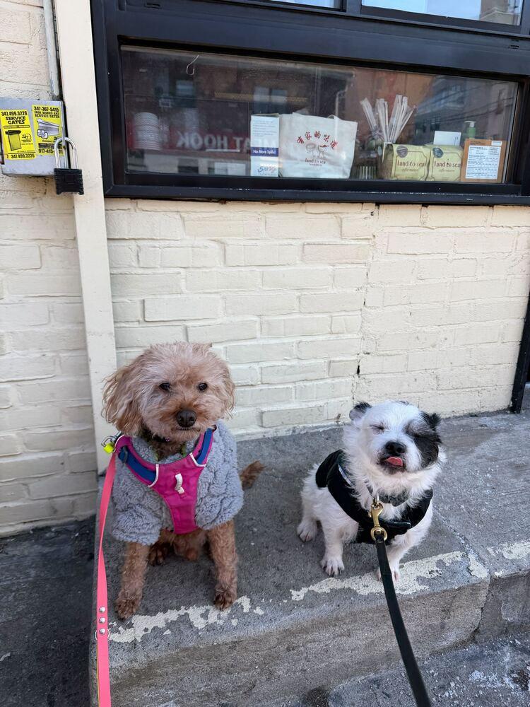 Jerry, a Adoptable Poodle in Long Island City, NY image 6/6