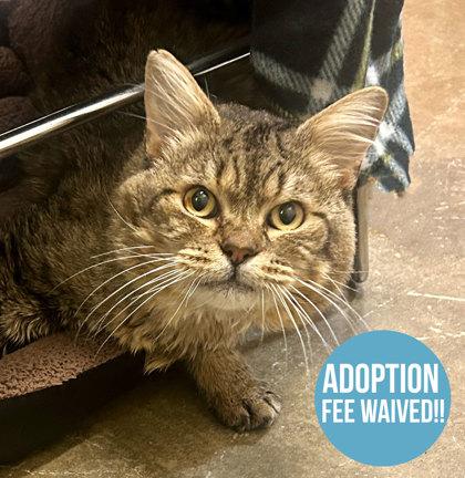 Pug, Adoptable, Senior Male Domestic Short Hair.