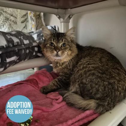 Pug, a Adoptable mixed breed in Sacramento, CA image 2/3